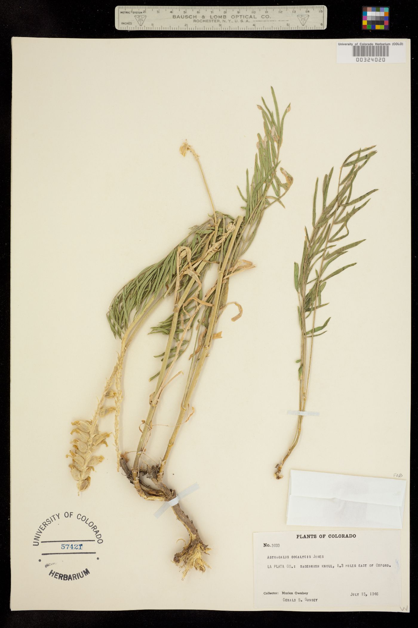 Astragalus oöcalycis image