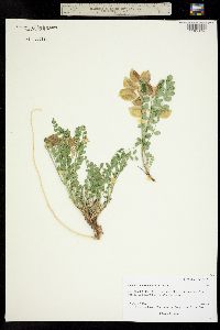 Astragalus oöphorus image
