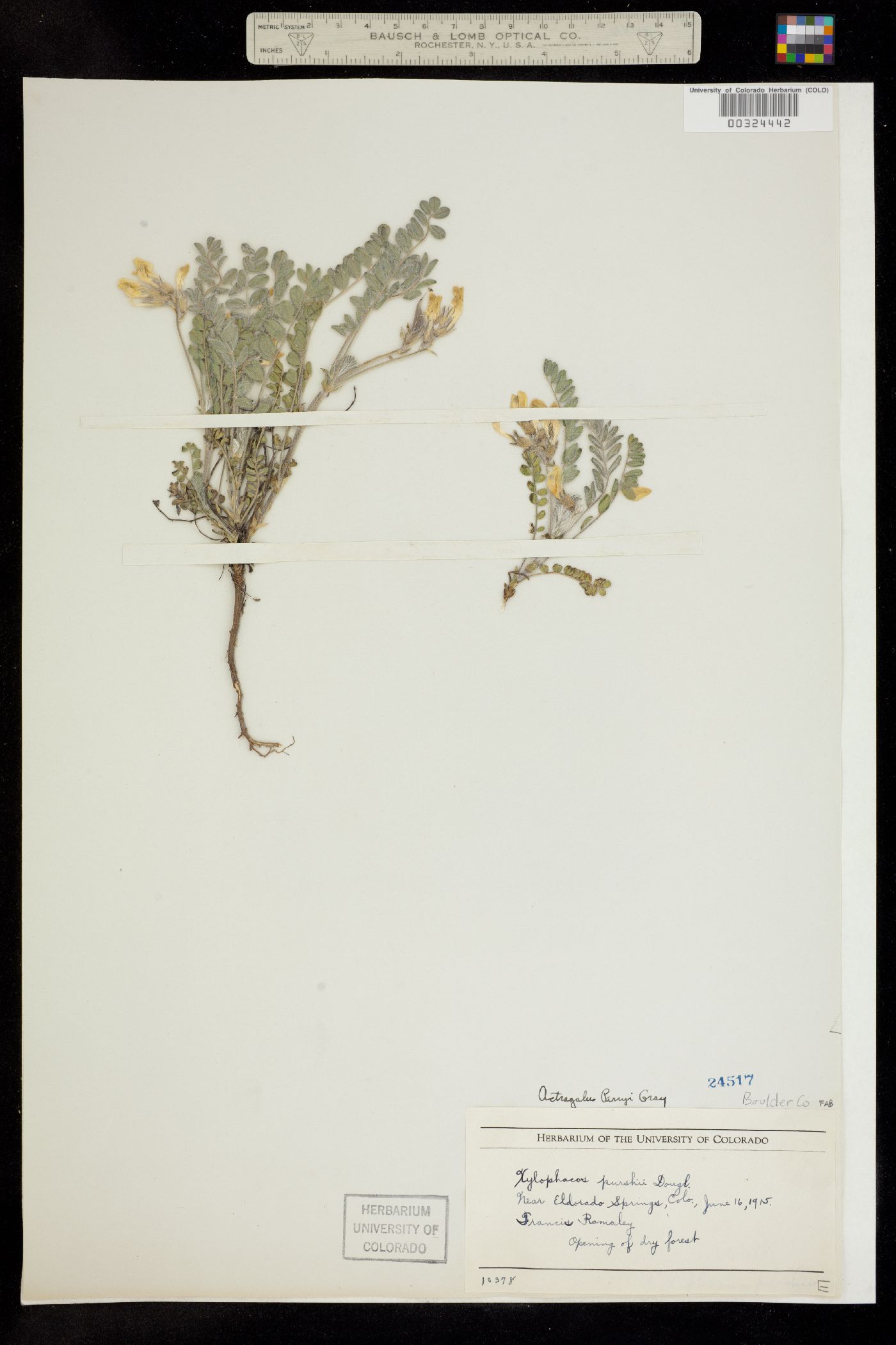 Astragalus parryi image