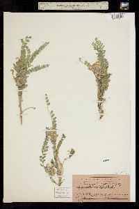 Astragalus parryi image