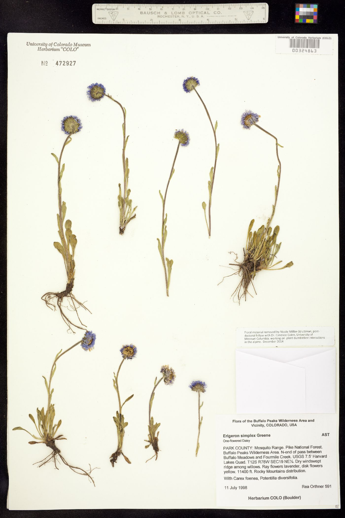 Erigeron grandiflorus image
