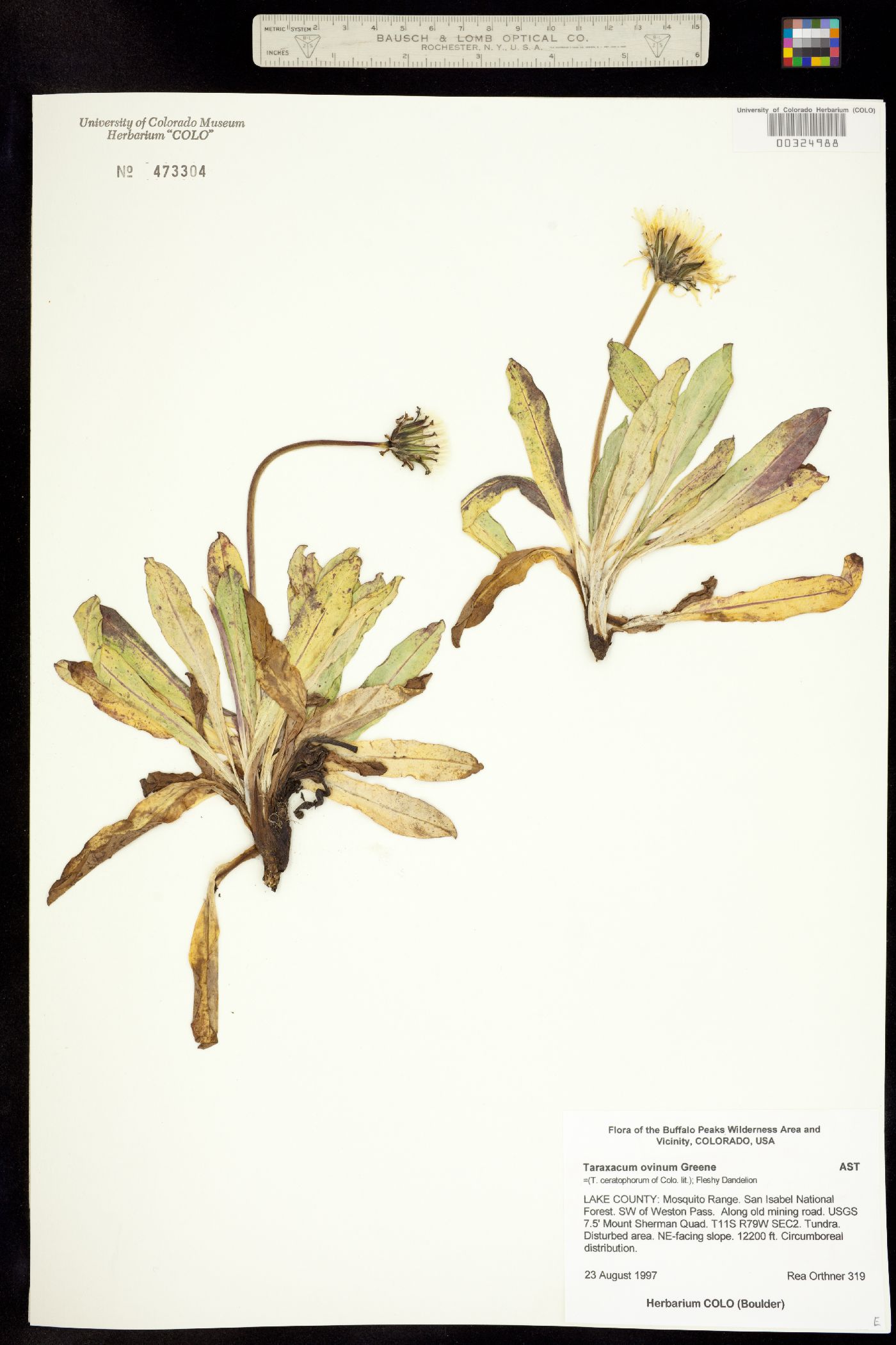 Taraxacum ceratophorum image