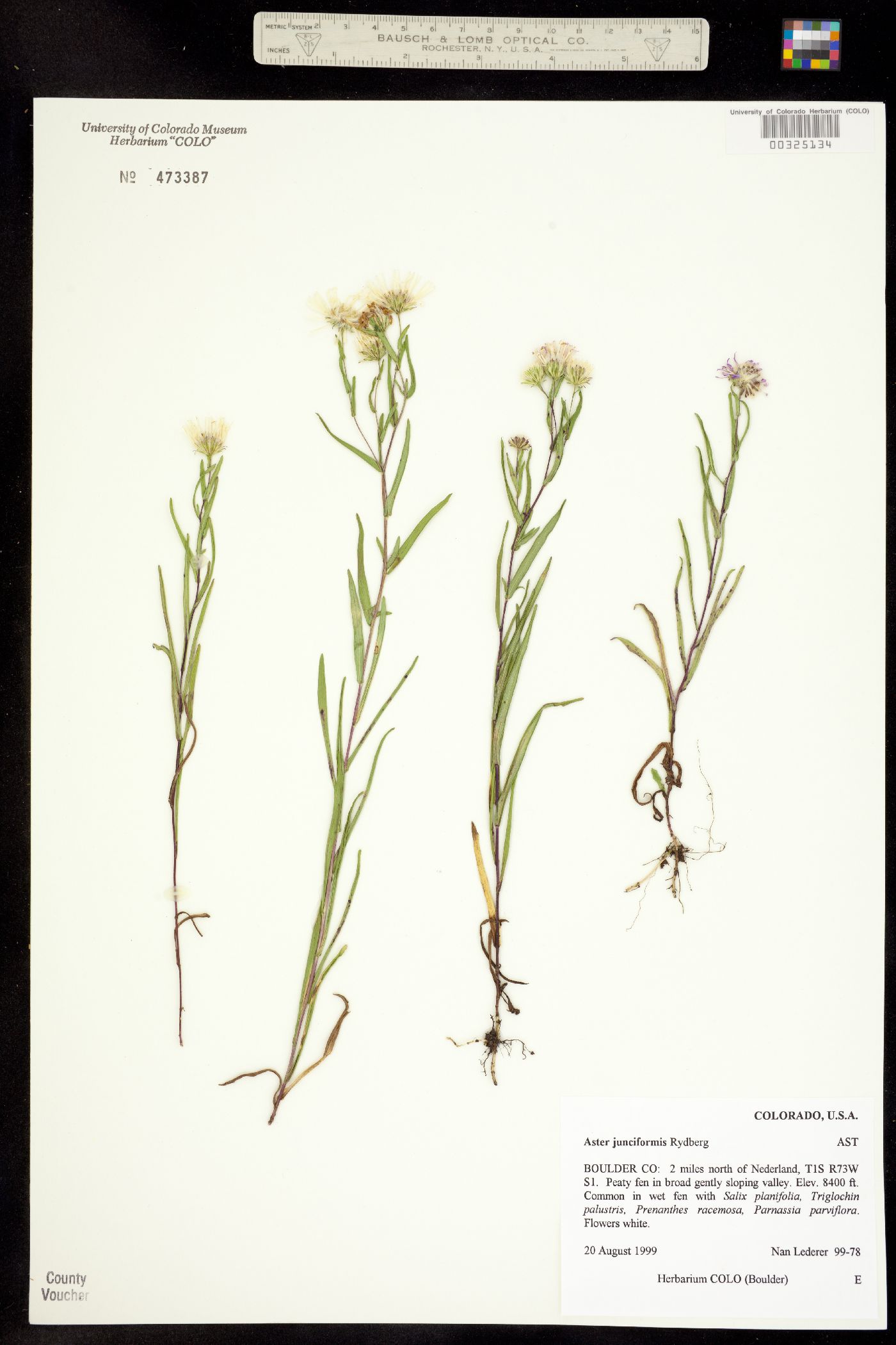Symphyotrichum boreale image