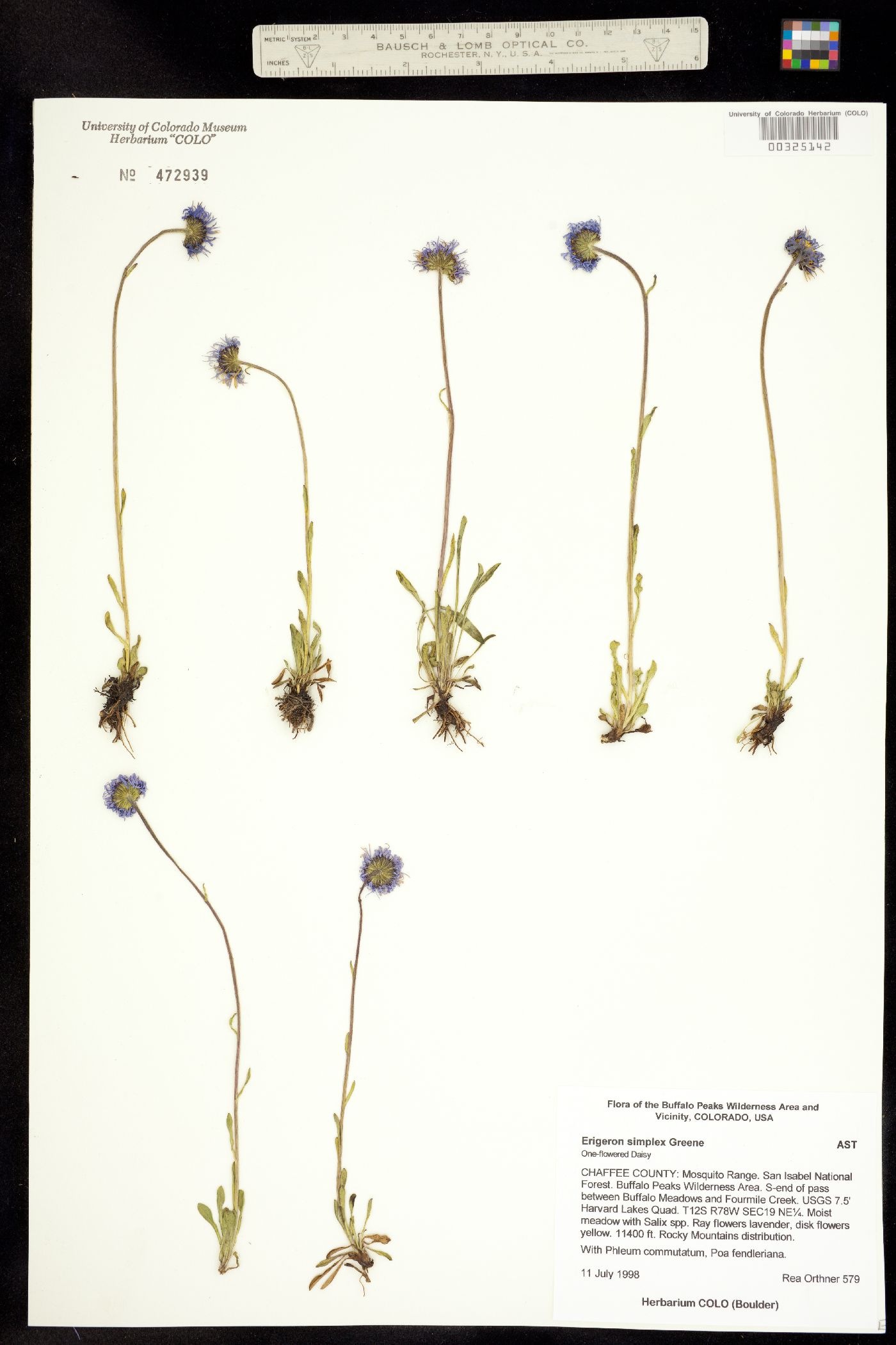Erigeron grandiflorus image
