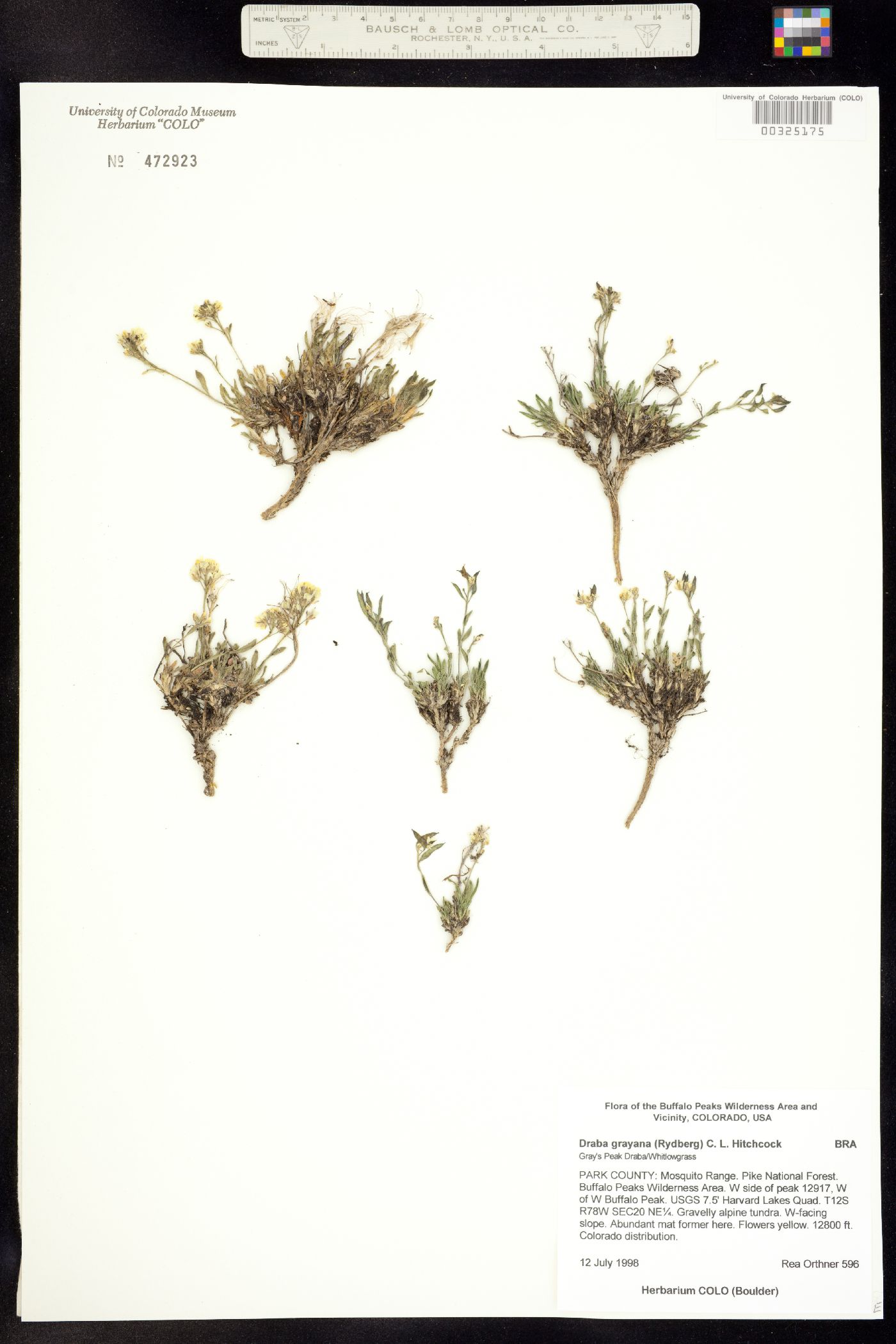 Draba grayana image