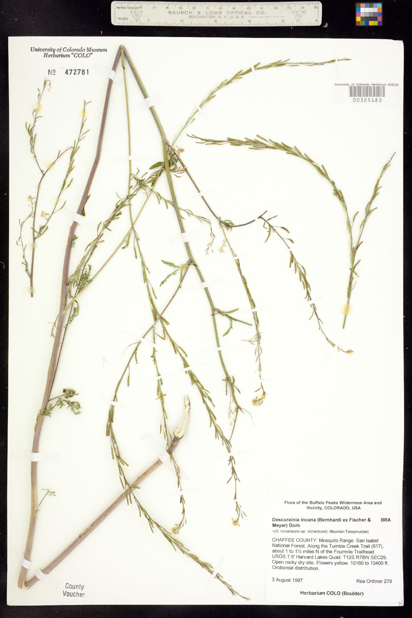 Descurainia incana image