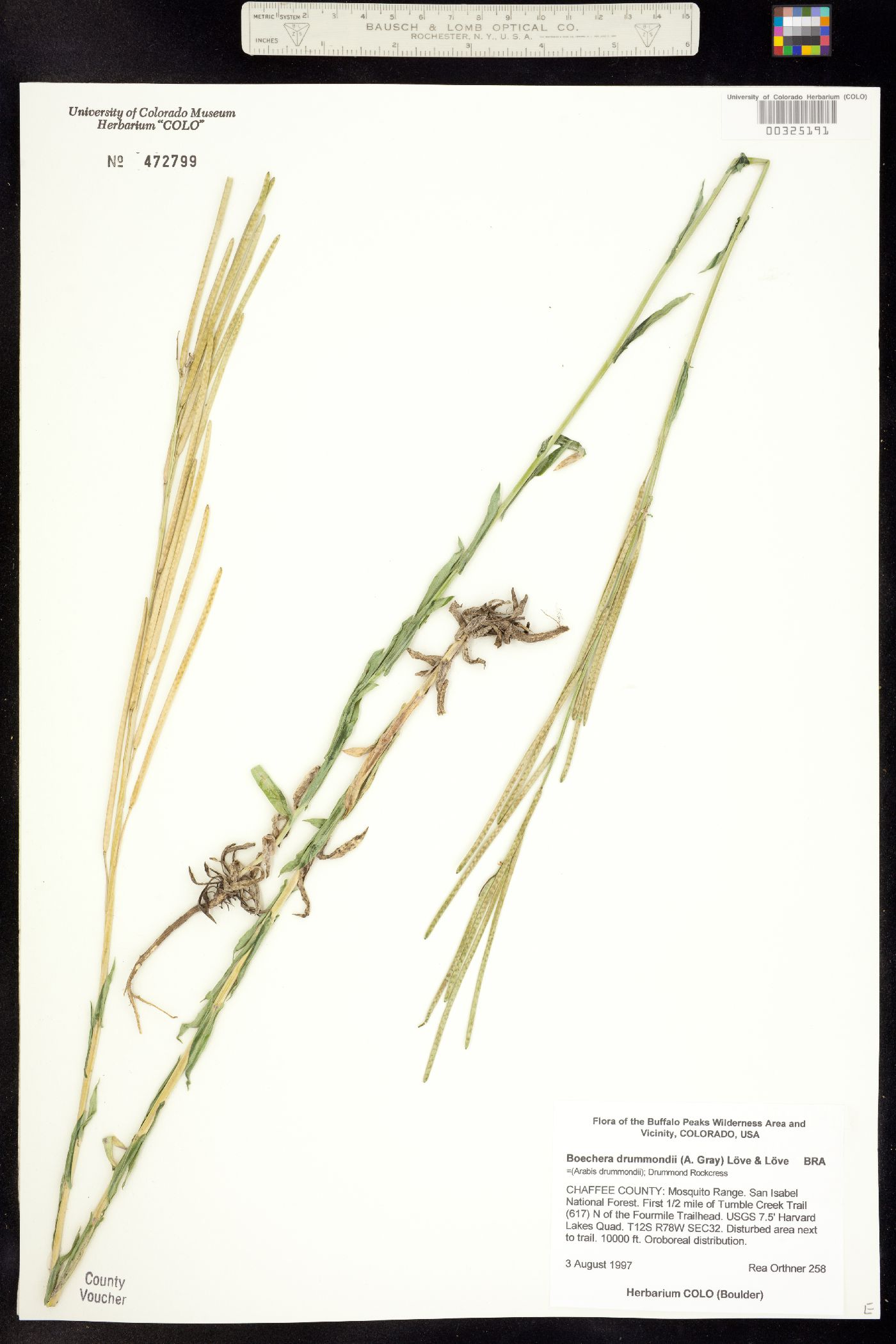 Boechera stricta image