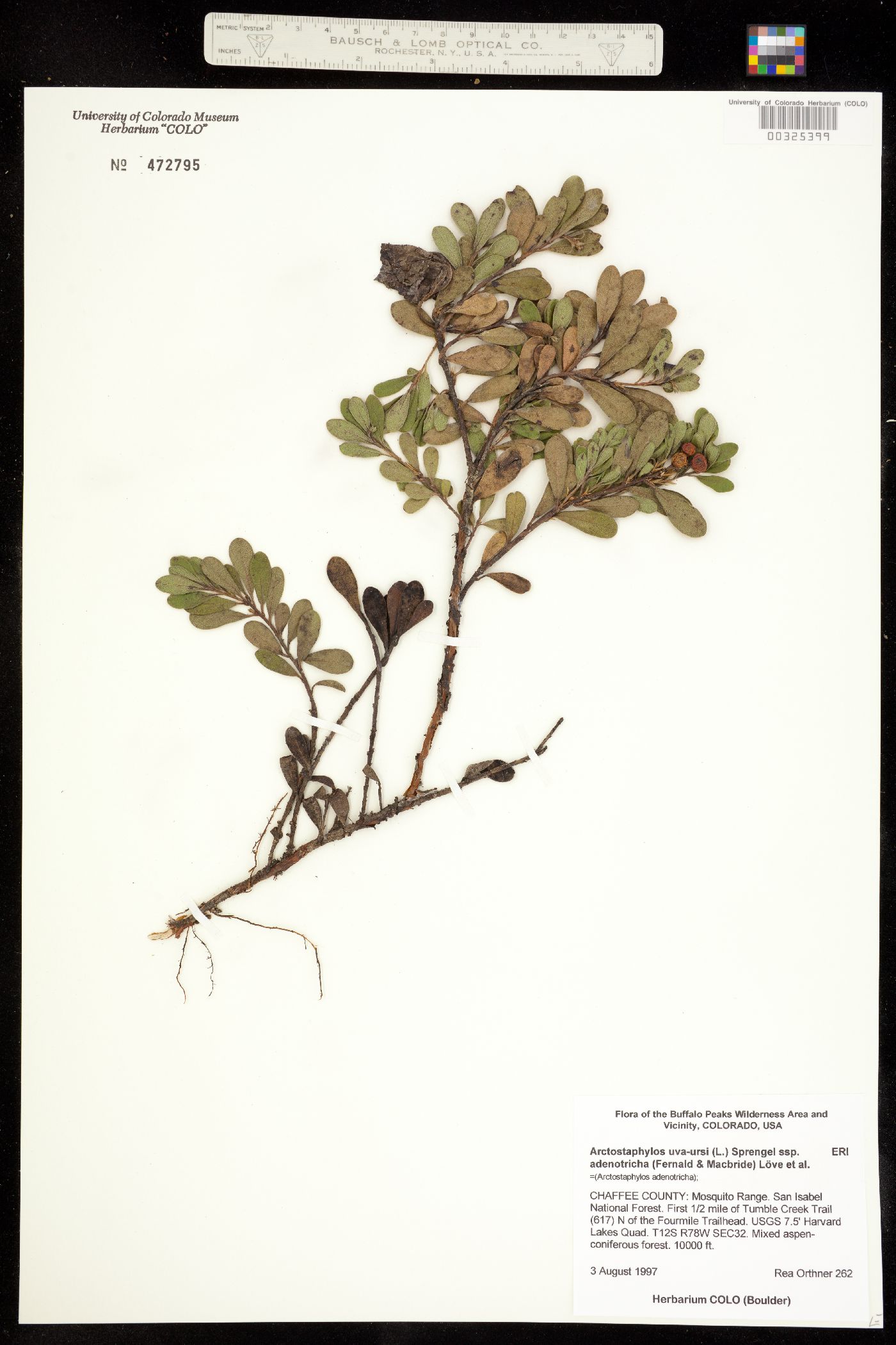 Arctostaphylos uva-ursi image