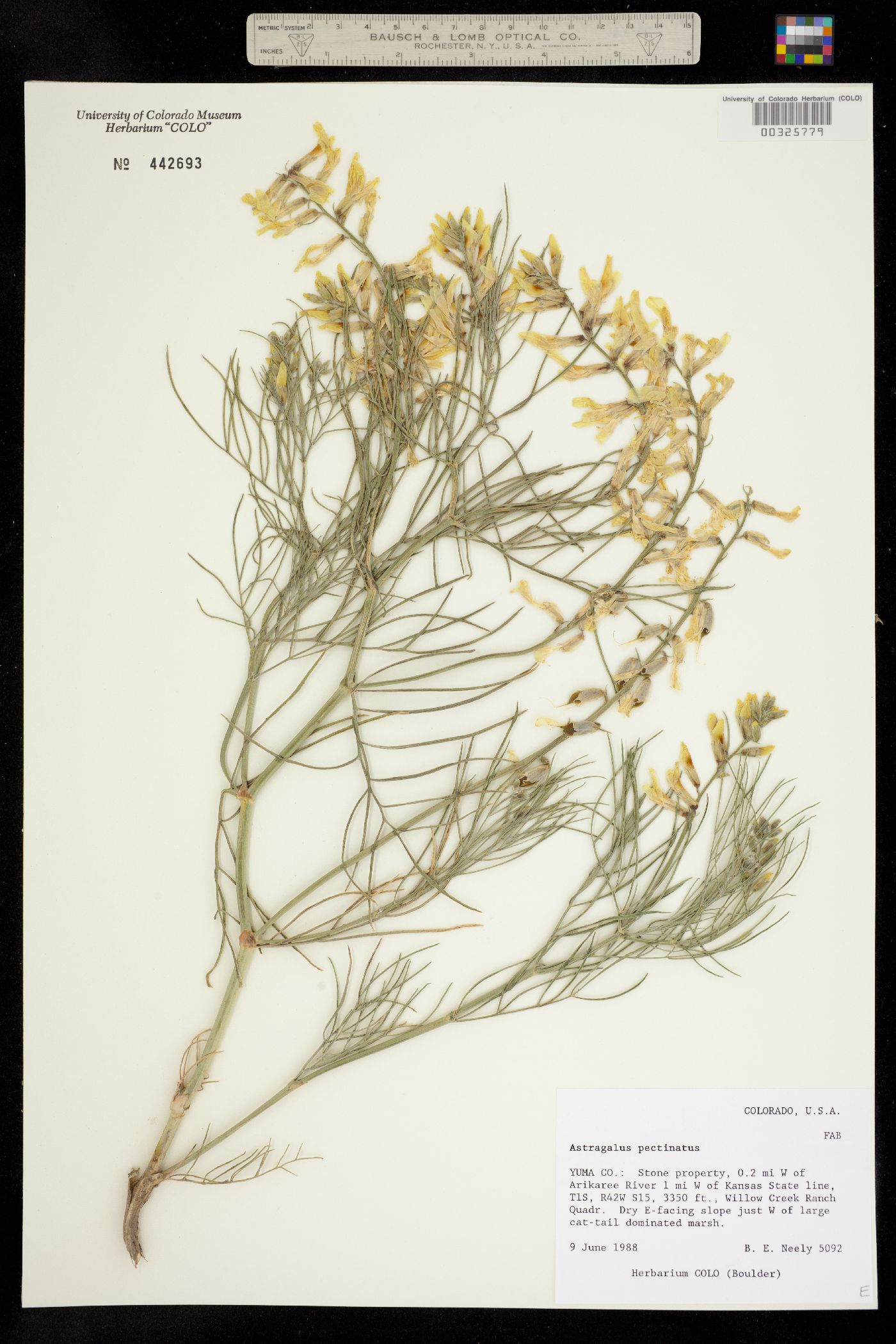 Astragalus pectinatus image