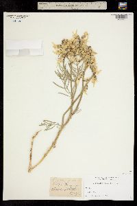 Astragalus pectinatus image