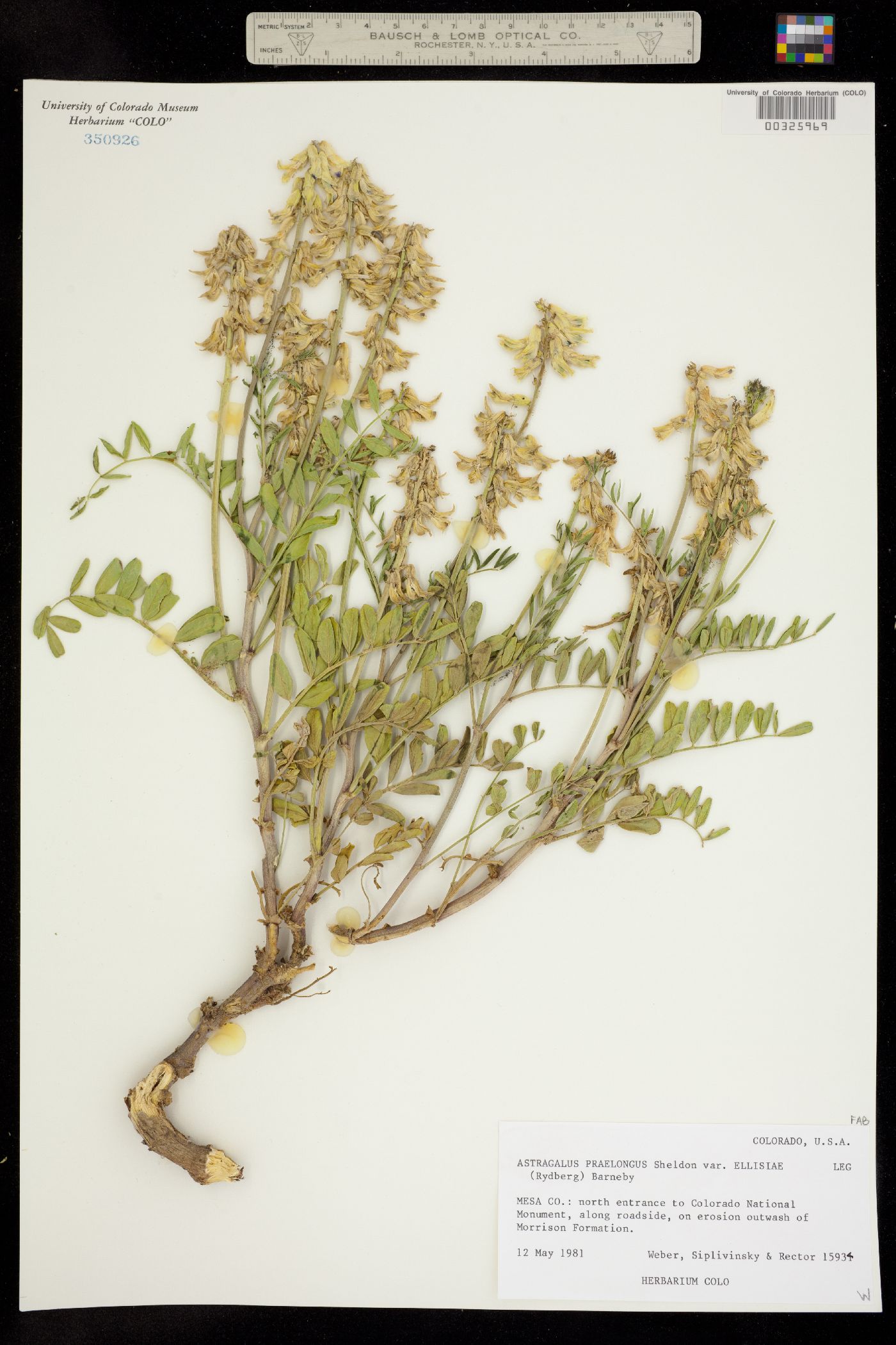 Astragalus praelongus image