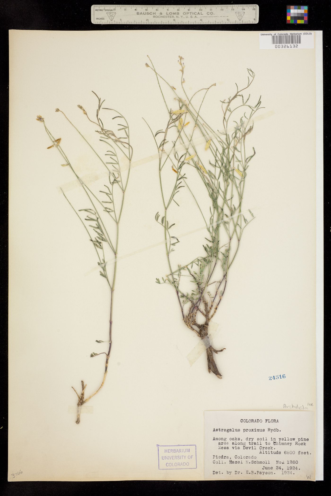 Astragalus proximus image