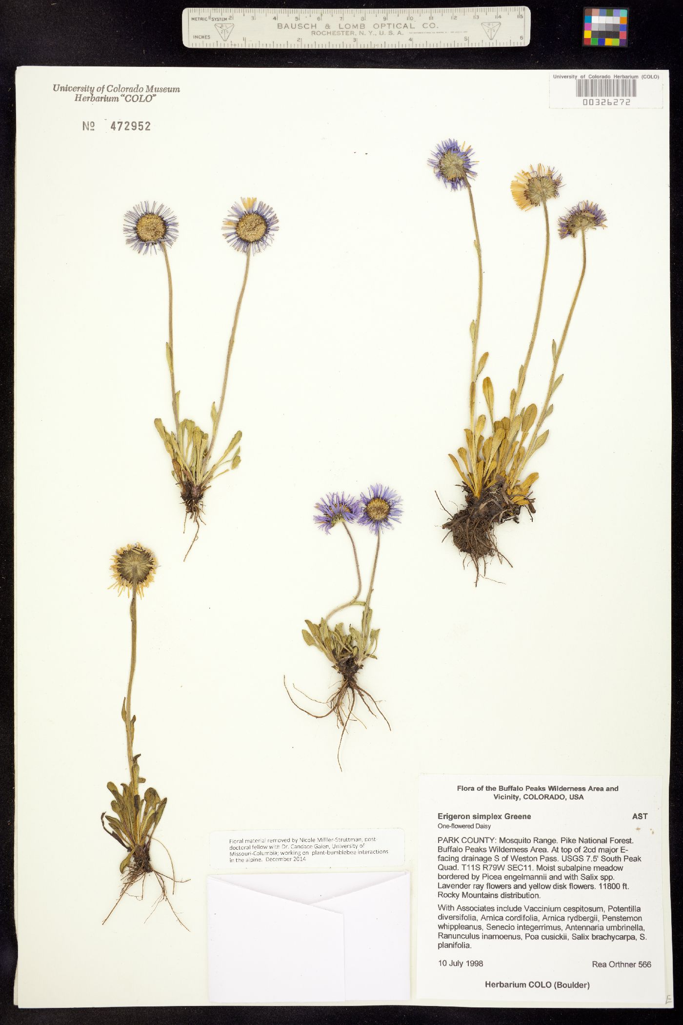 Erigeron grandiflorus image