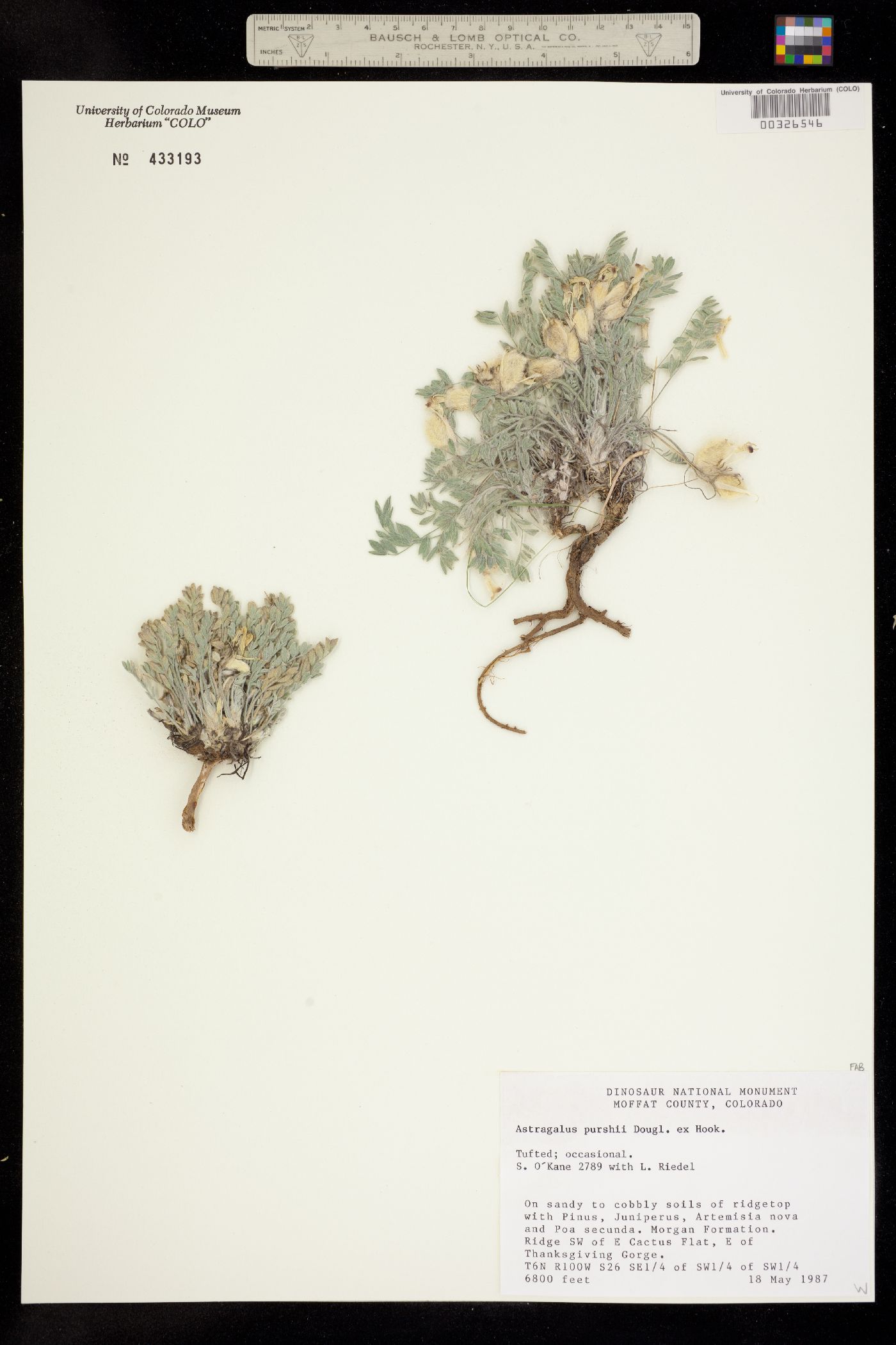 Astragalus purshii image