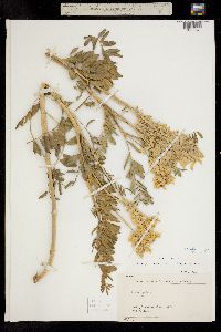 Astragalus racemosus var. longisetus image