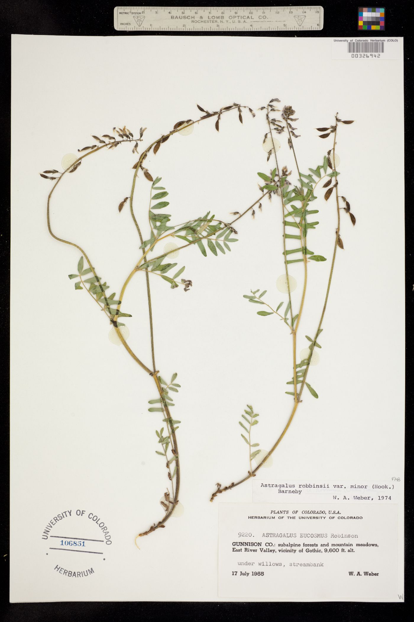 Astragalus robbinsii image