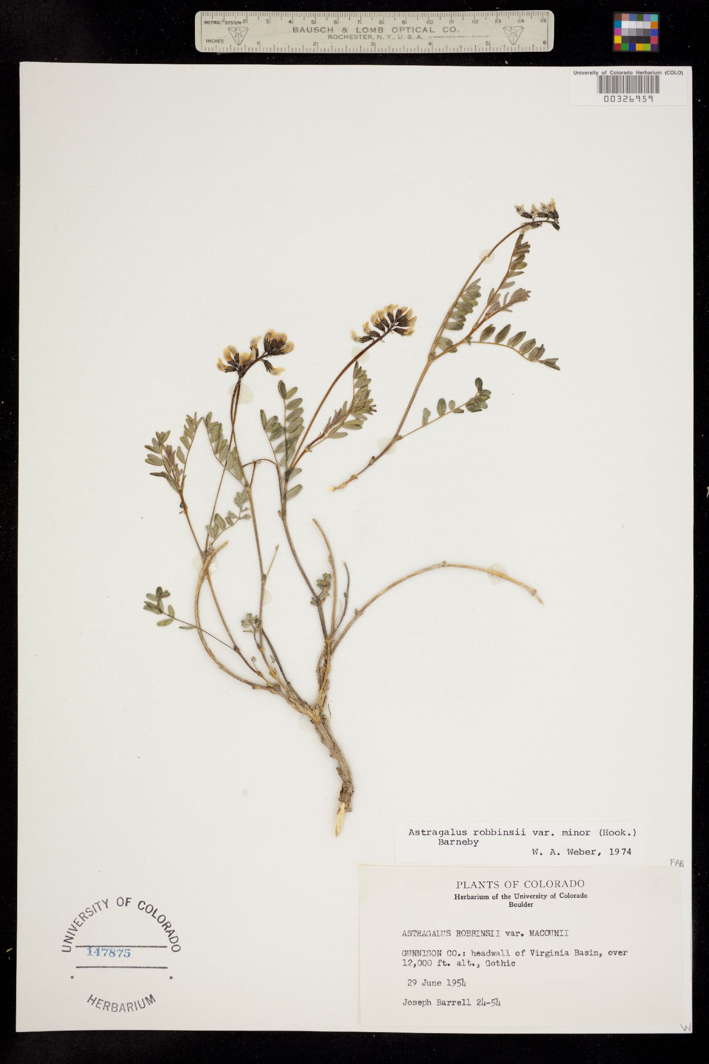 Astragalus robbinsii var. minor image
