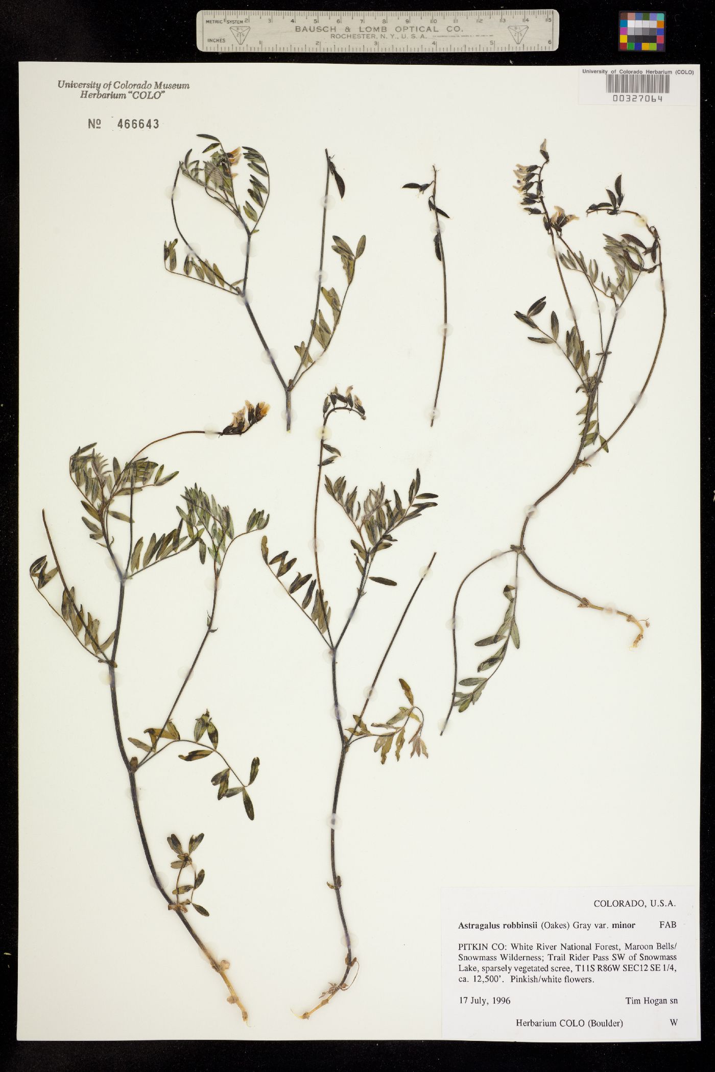 Astragalus robbinsii var. minor image