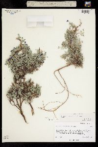 Image of Astragalus sesquiflorus