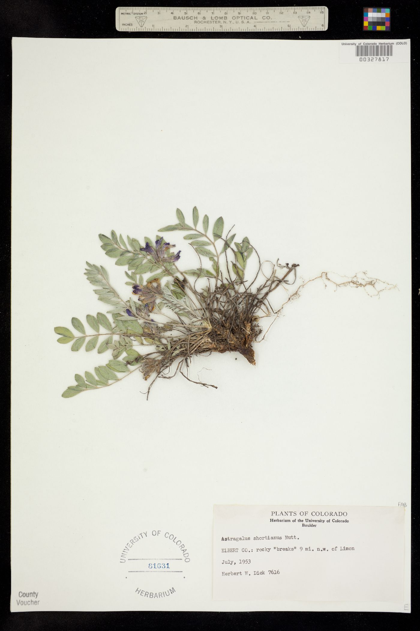 Astragalus shortianus image