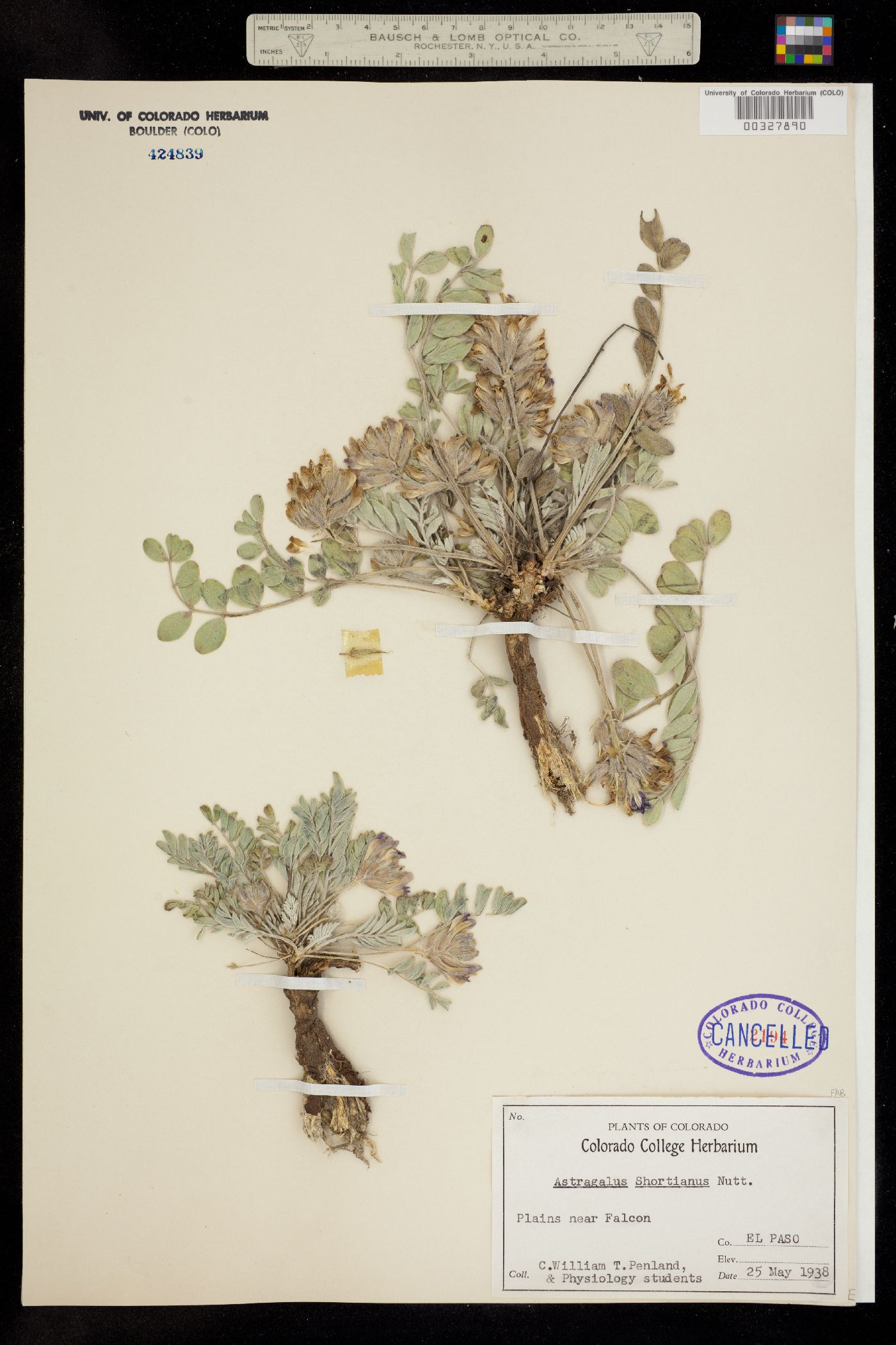 Astragalus shortianus image