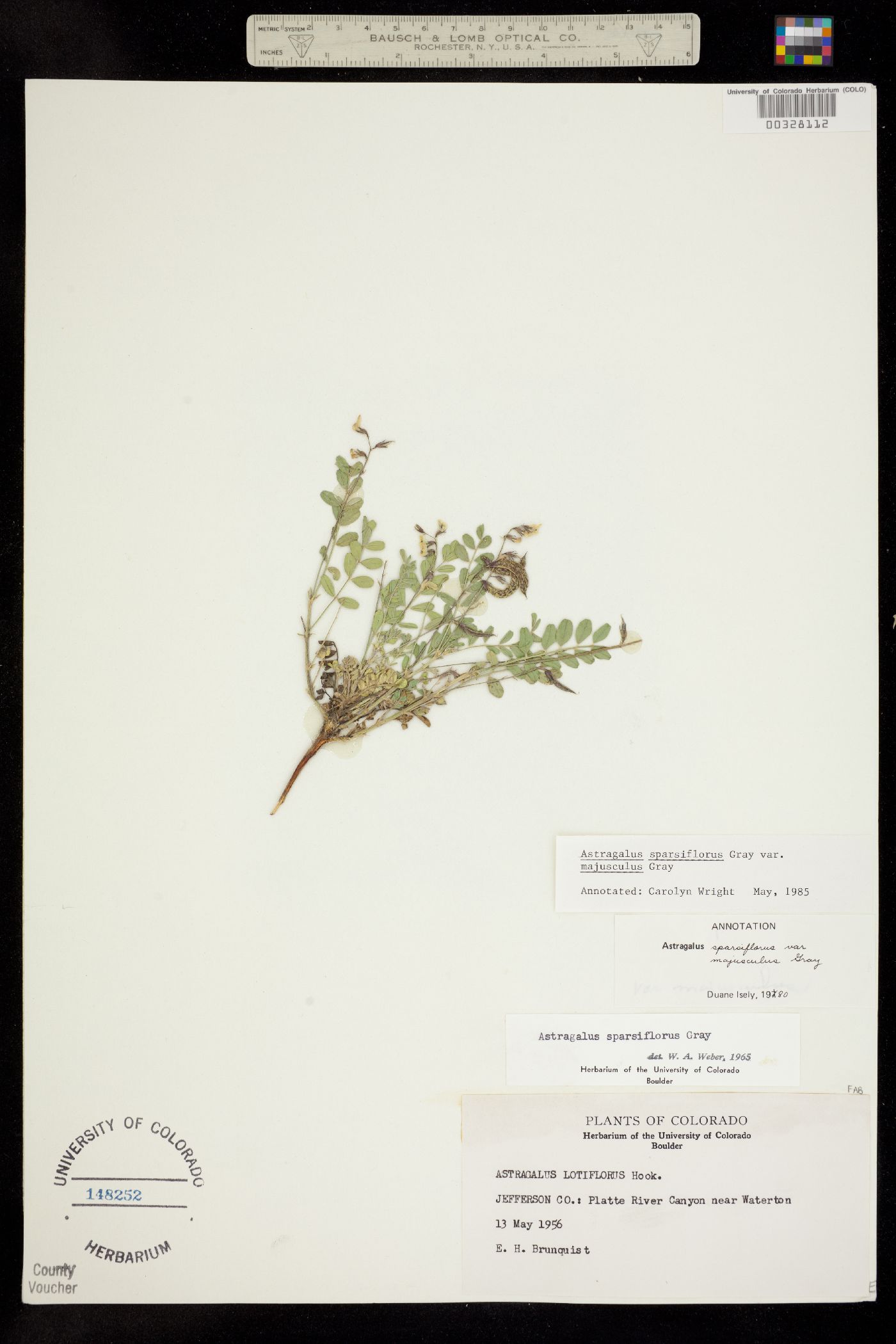 Astragalus sparsiflorus image