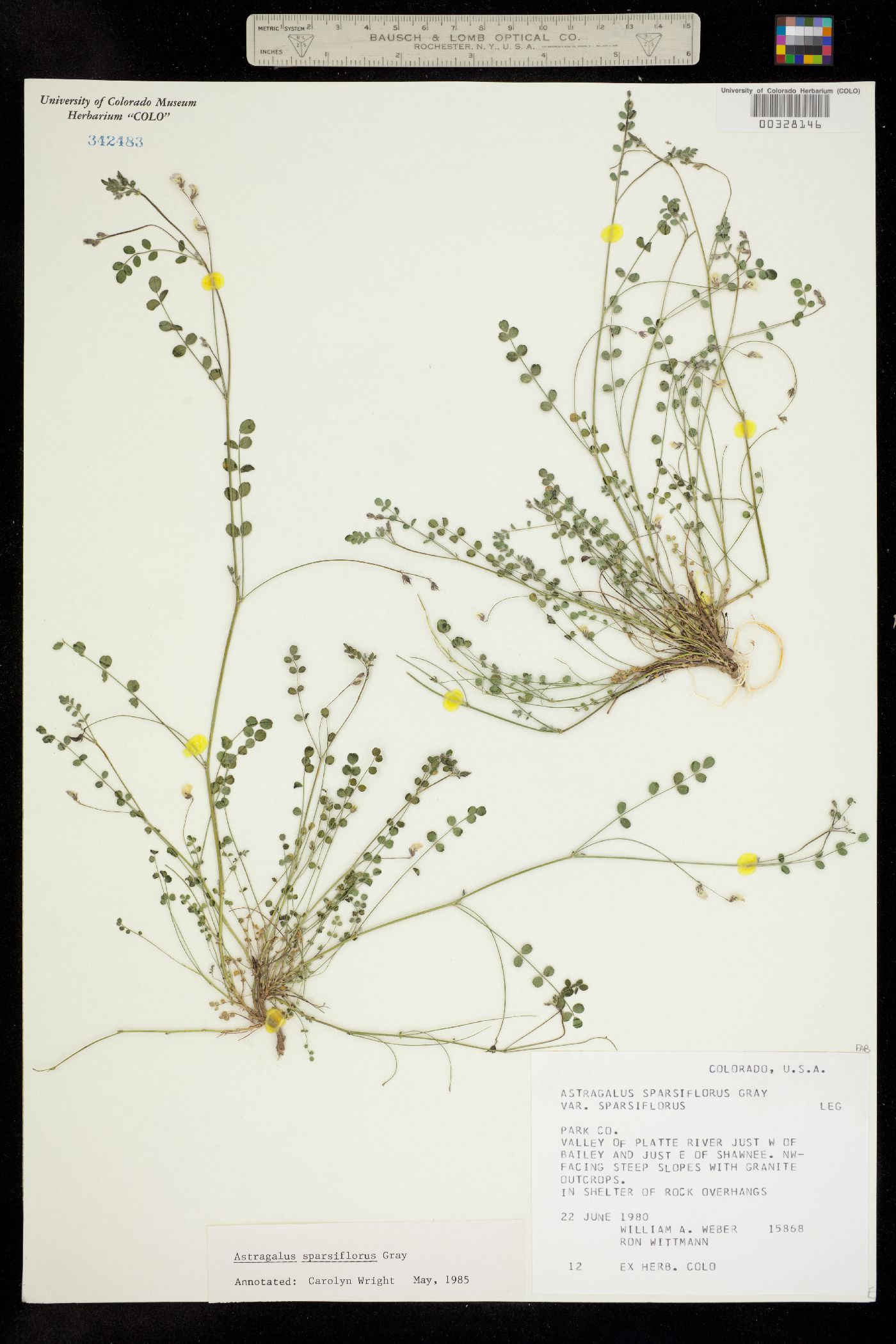 Astragalus sparsiflorus image