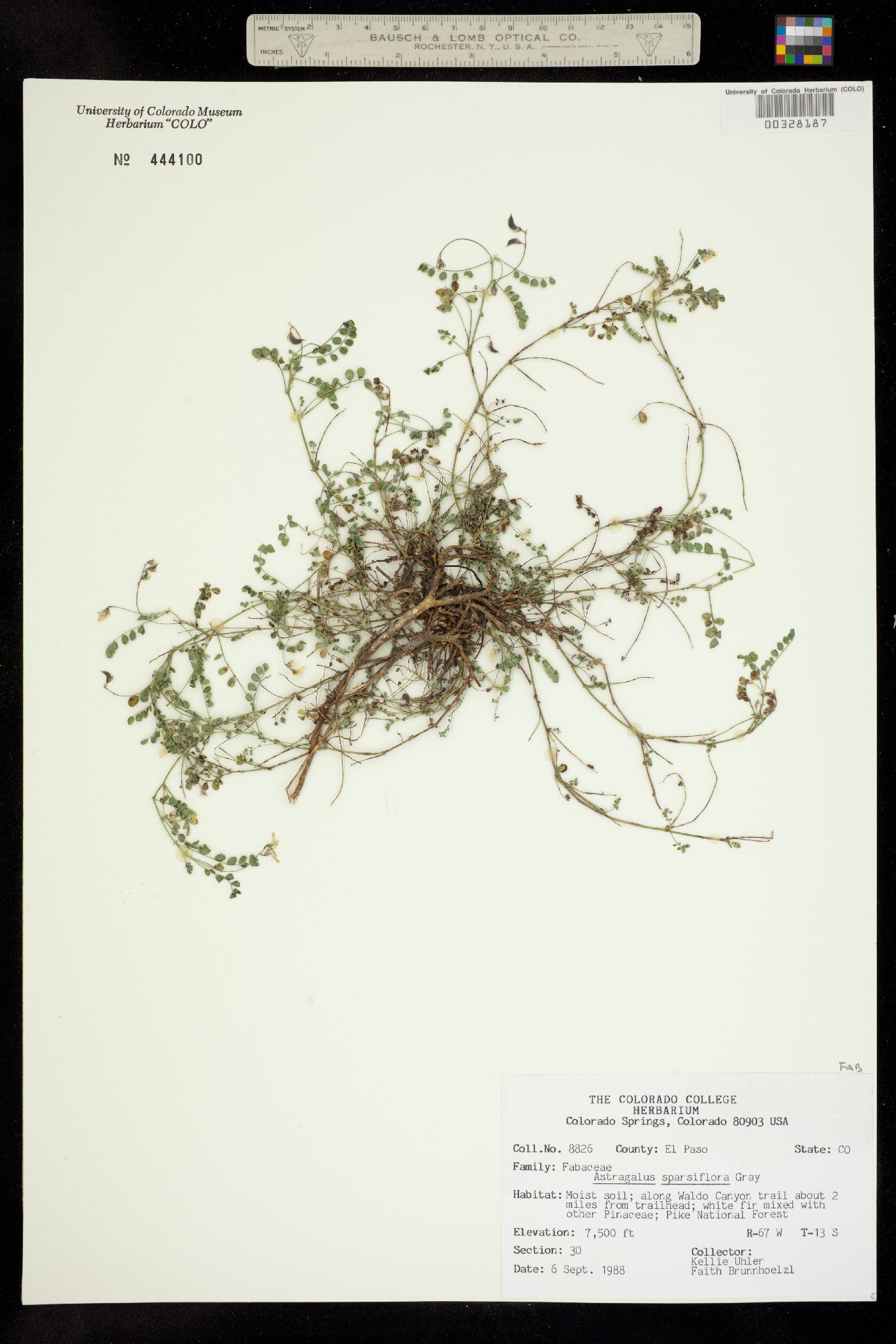 Astragalus sparsiflorus image