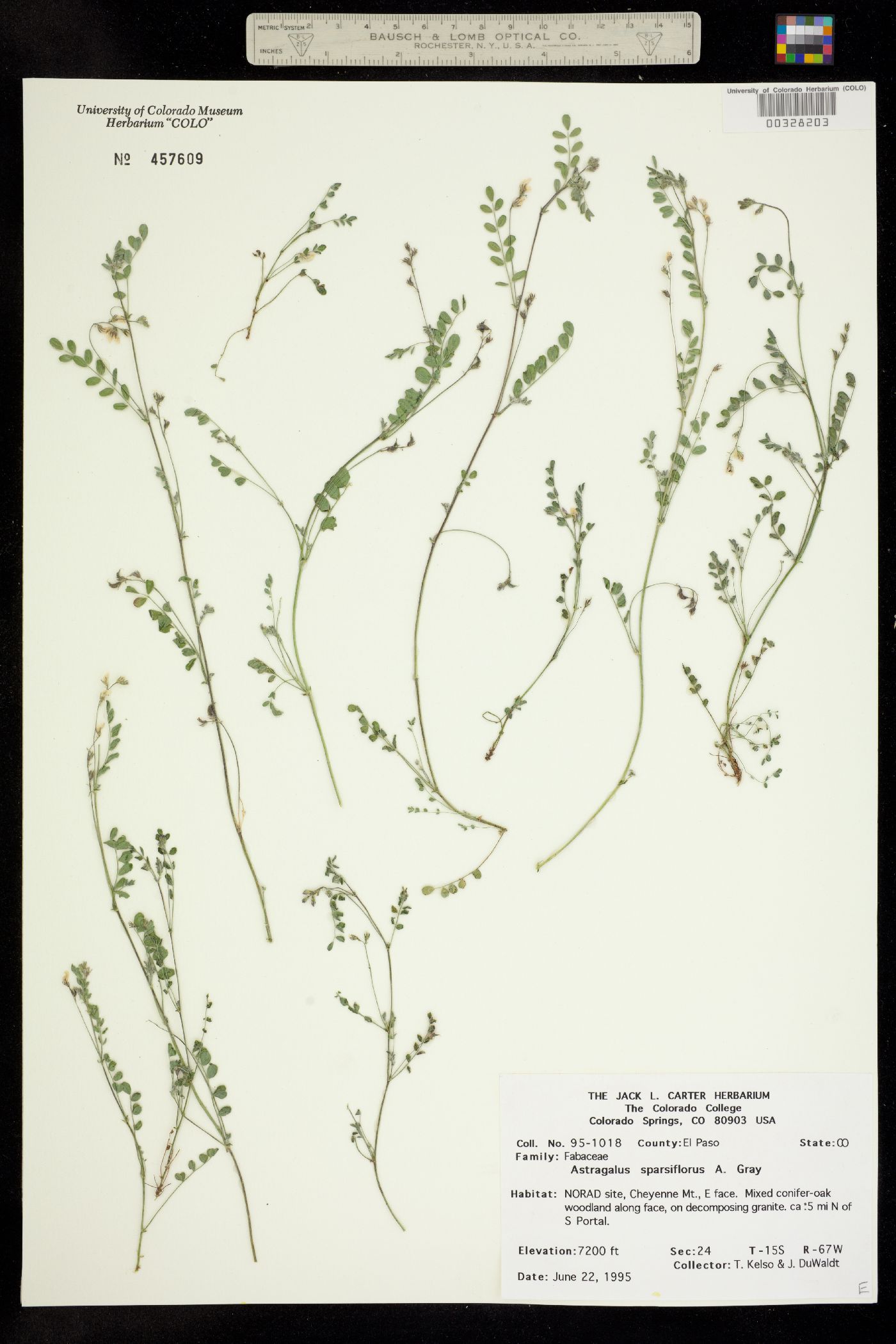 Astragalus sparsiflorus image