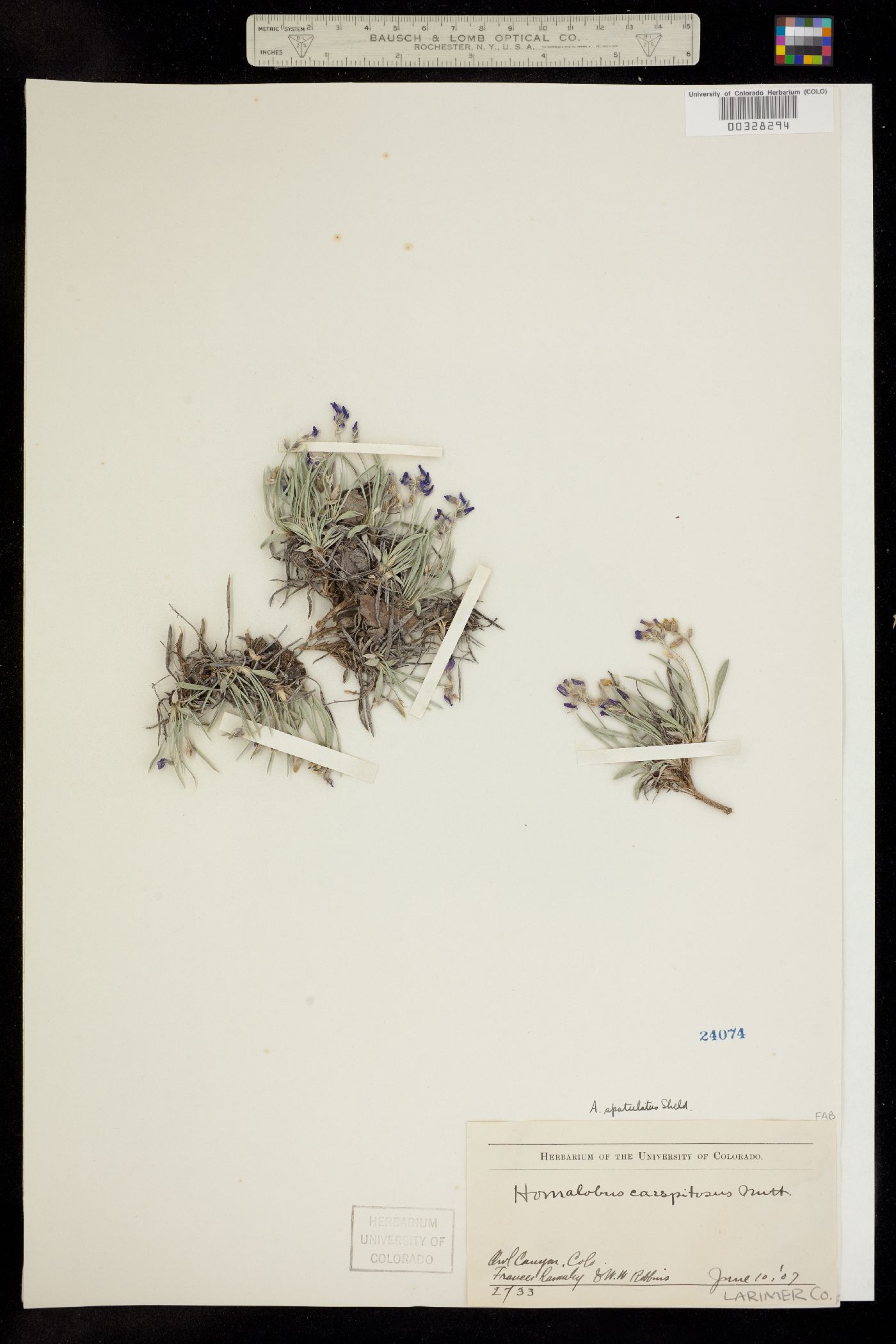 Astragalus spatulatus image