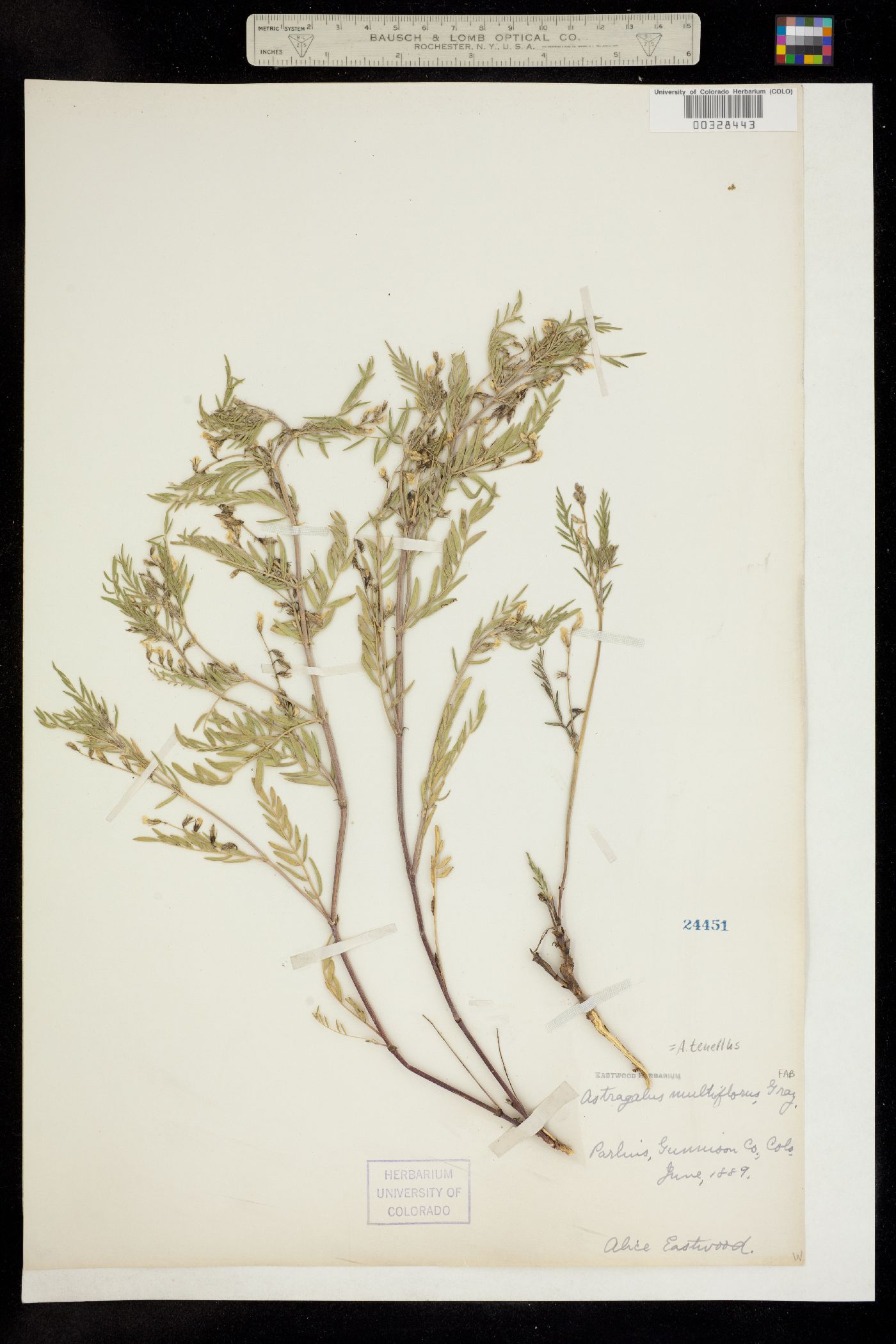 Astragalus multiflorus image