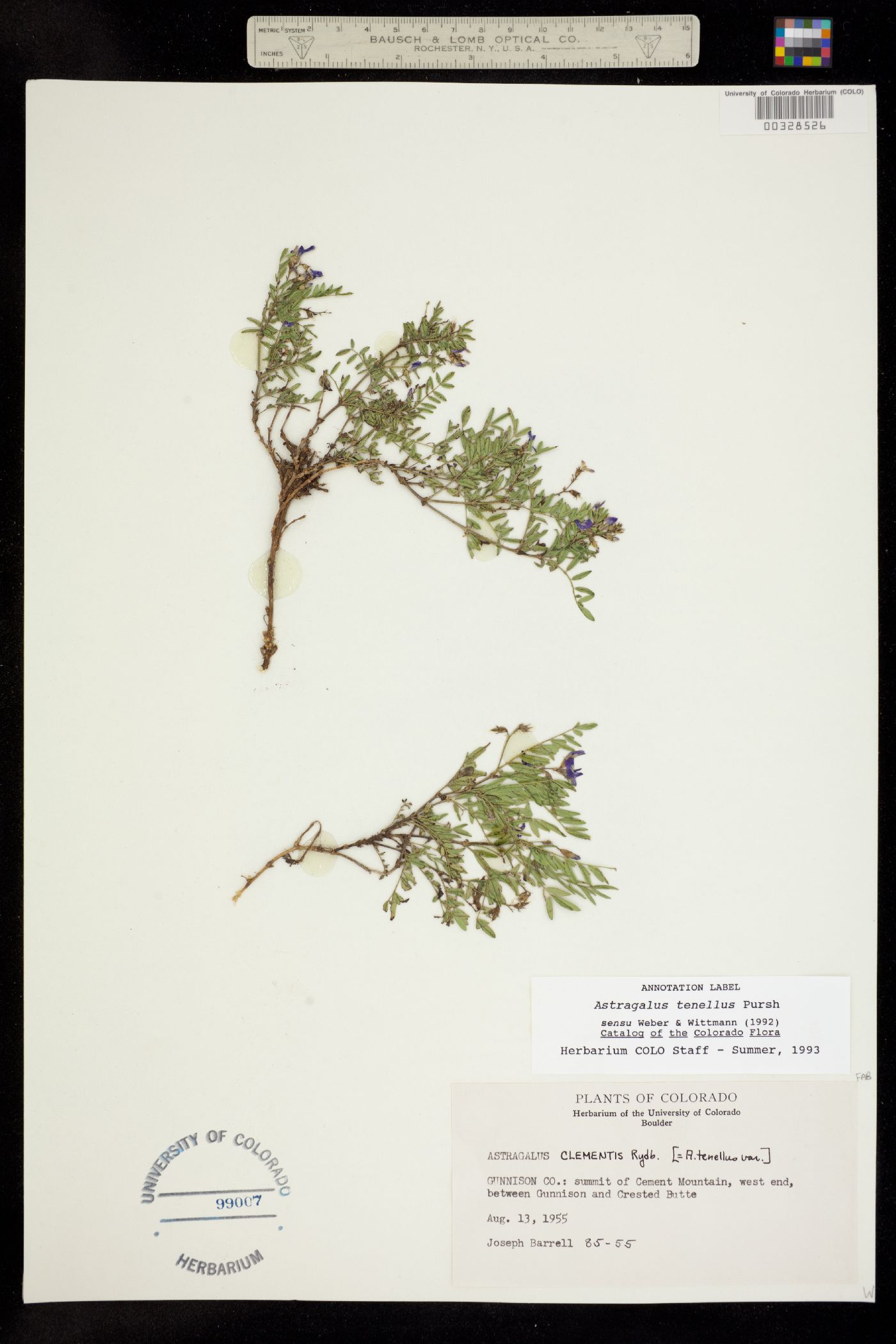Astragalus image