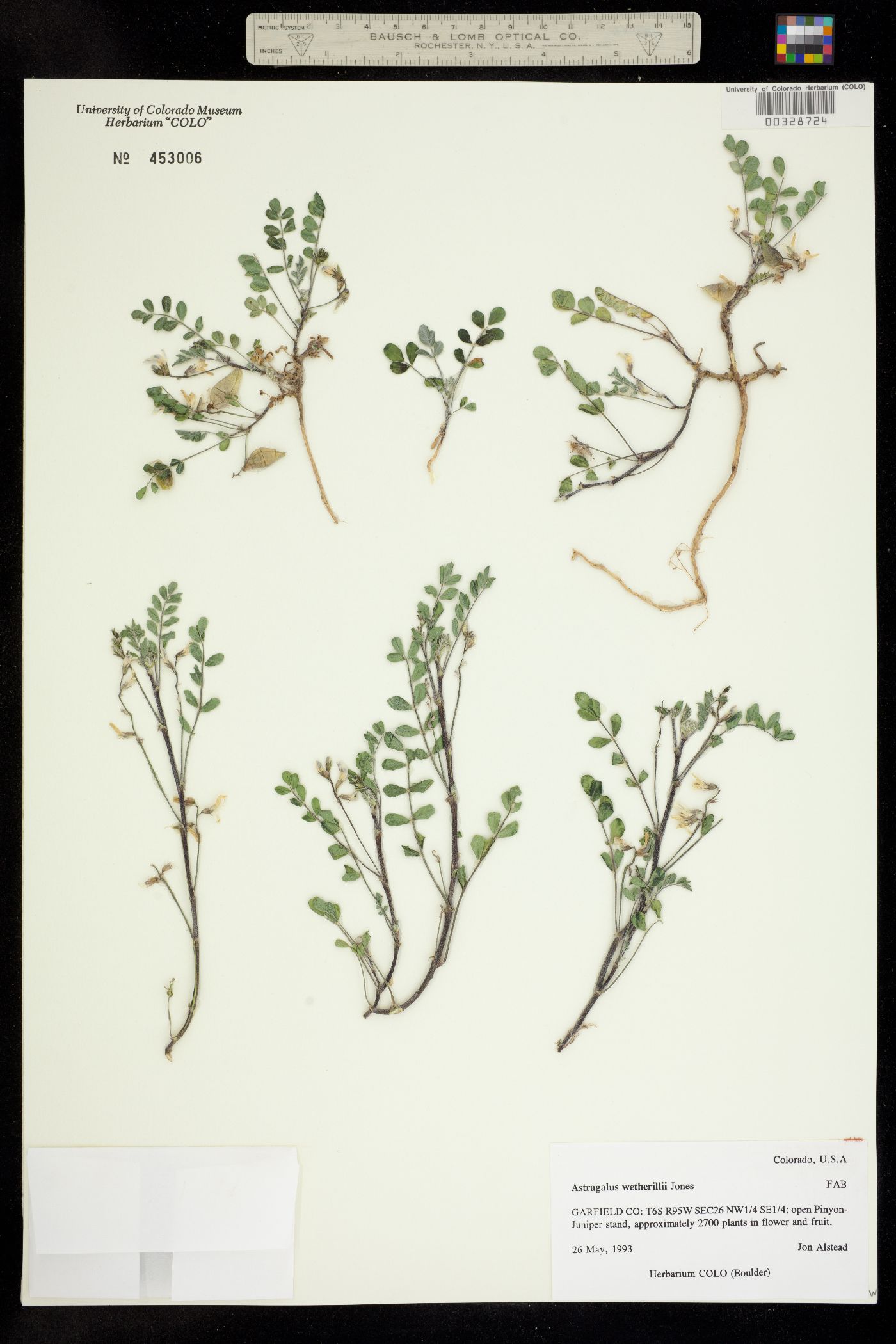 Astragalus wetherillii image