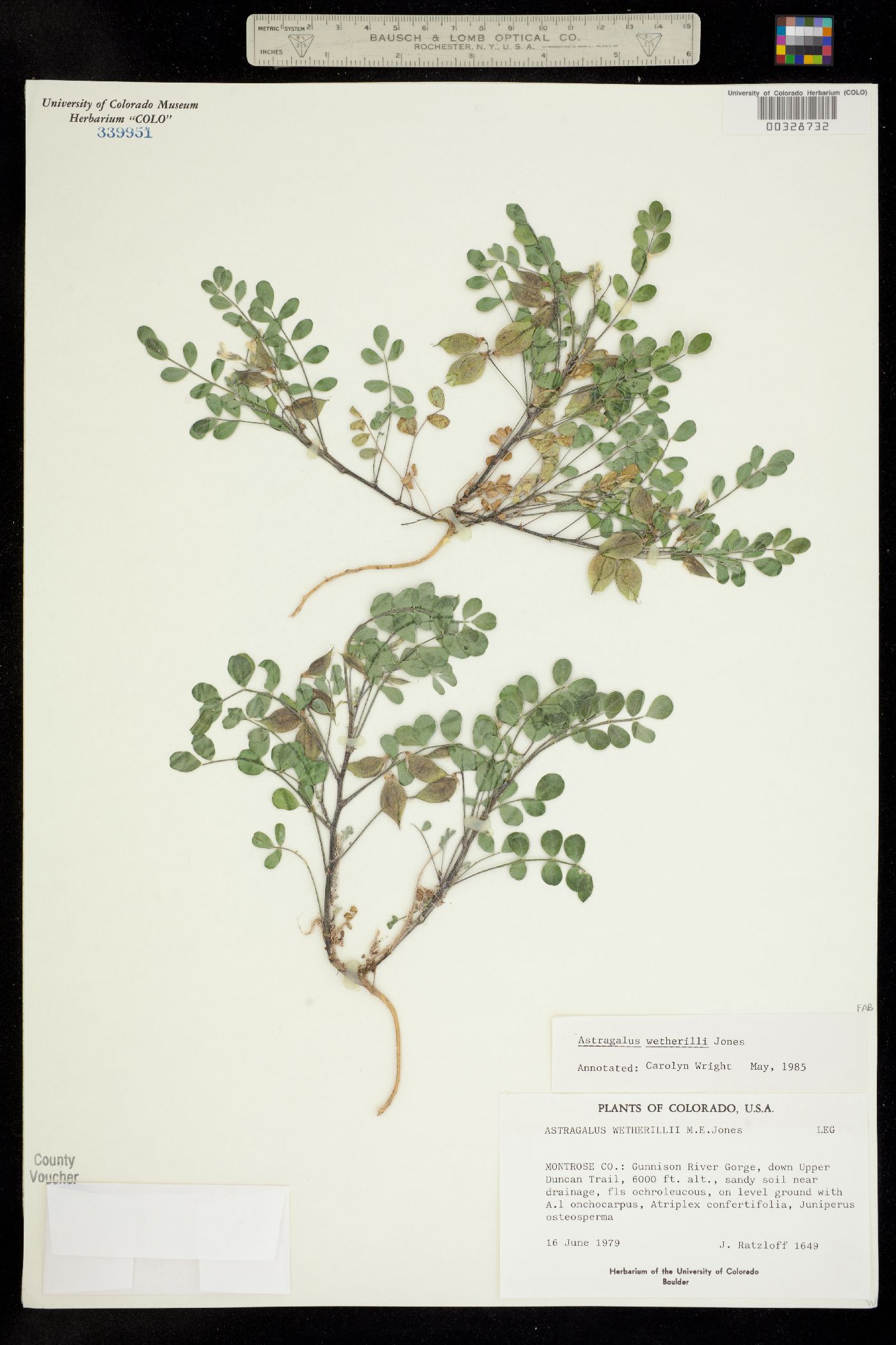 Astragalus wetherillii image