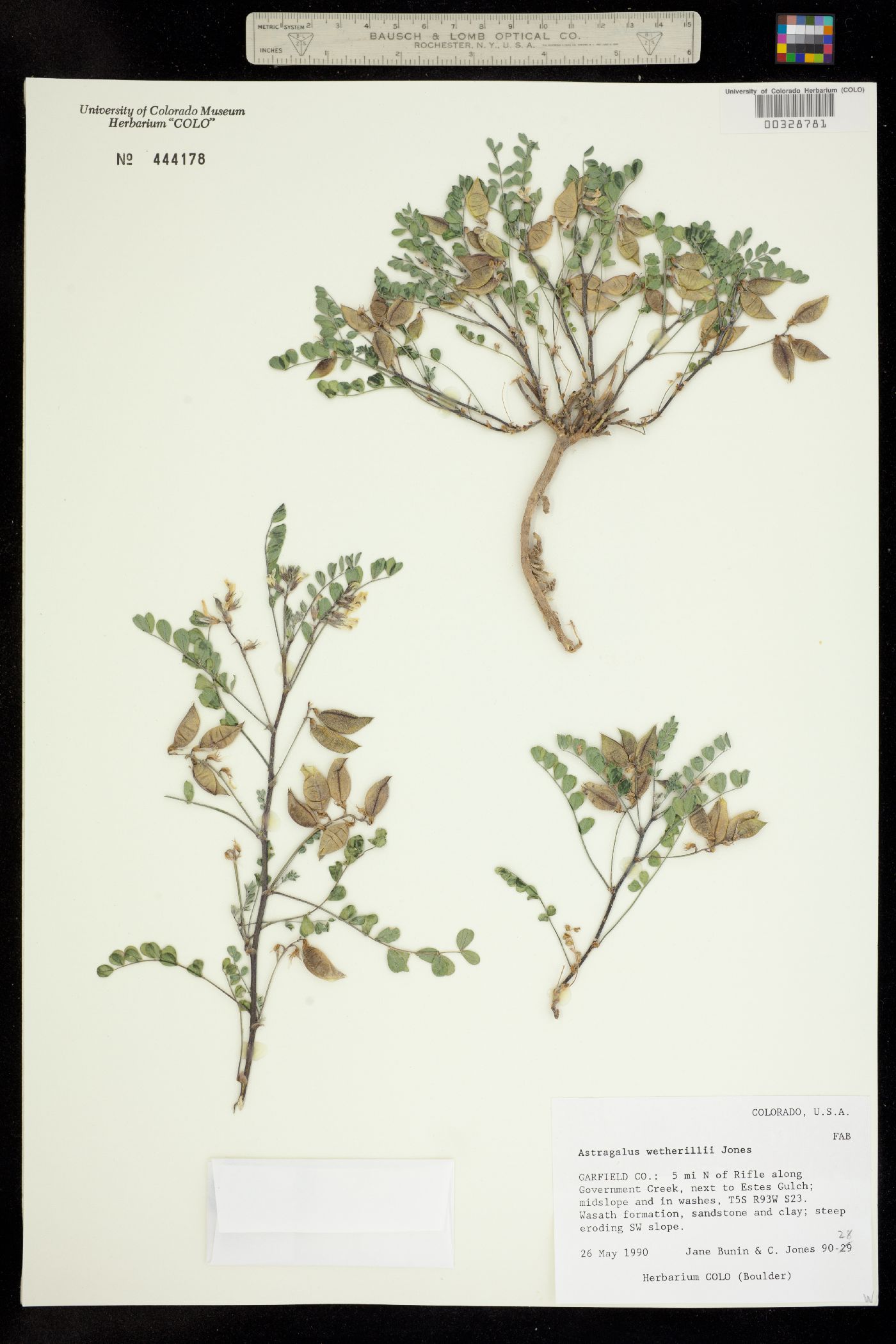Astragalus wetherillii image