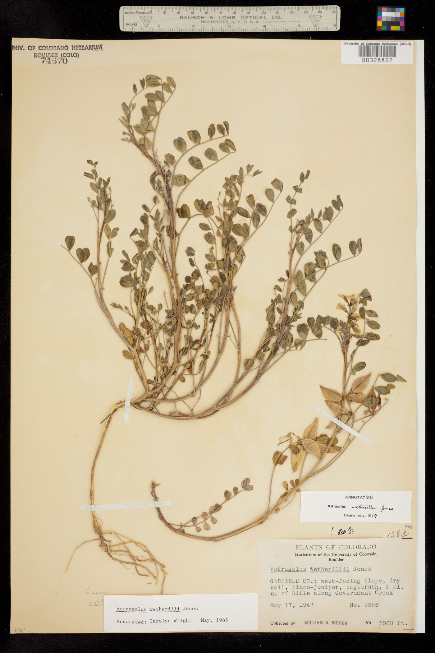 Astragalus wetherillii image