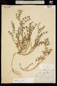 Astragalus wetherillii image
