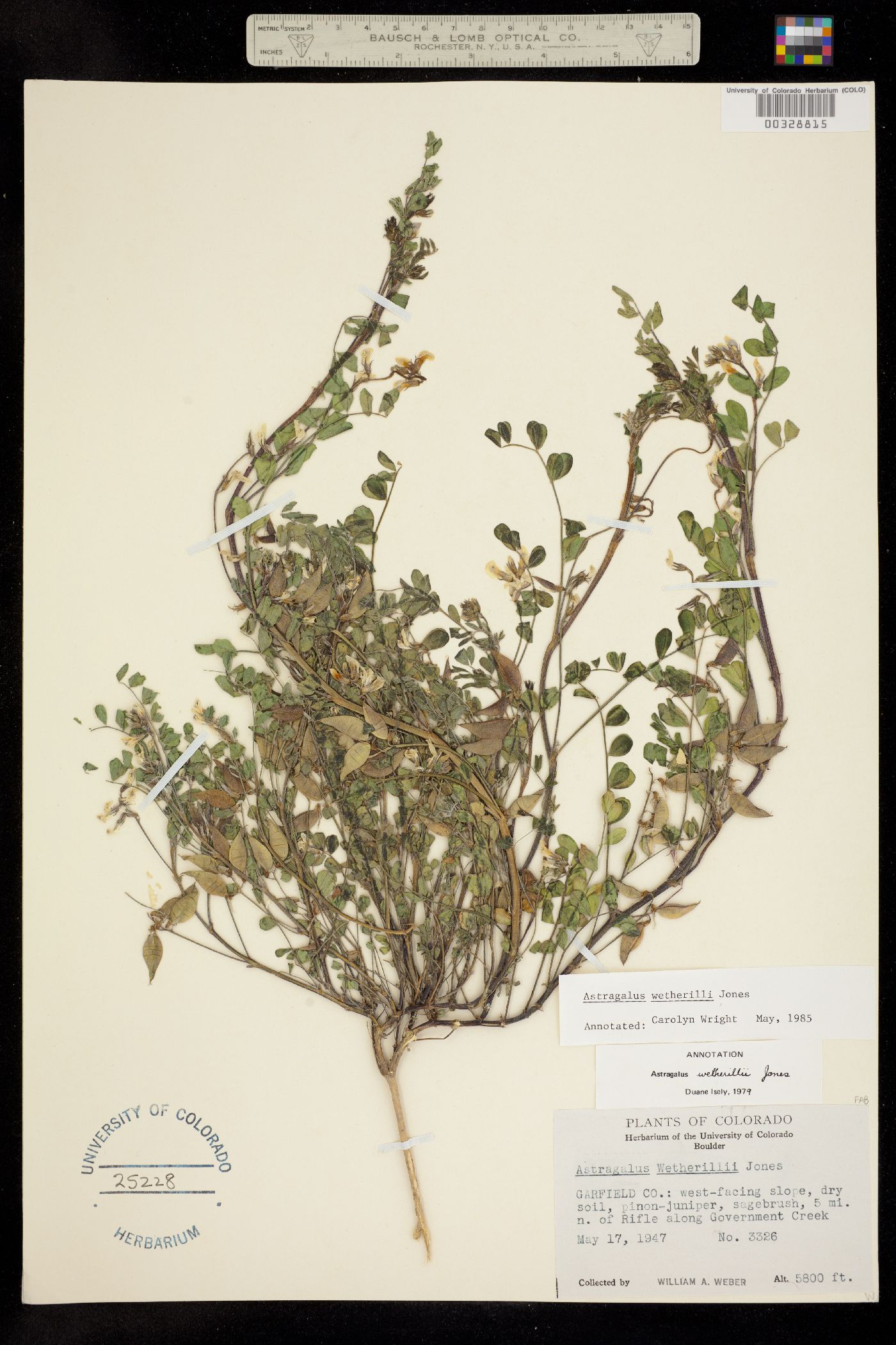 Astragalus wetherillii image