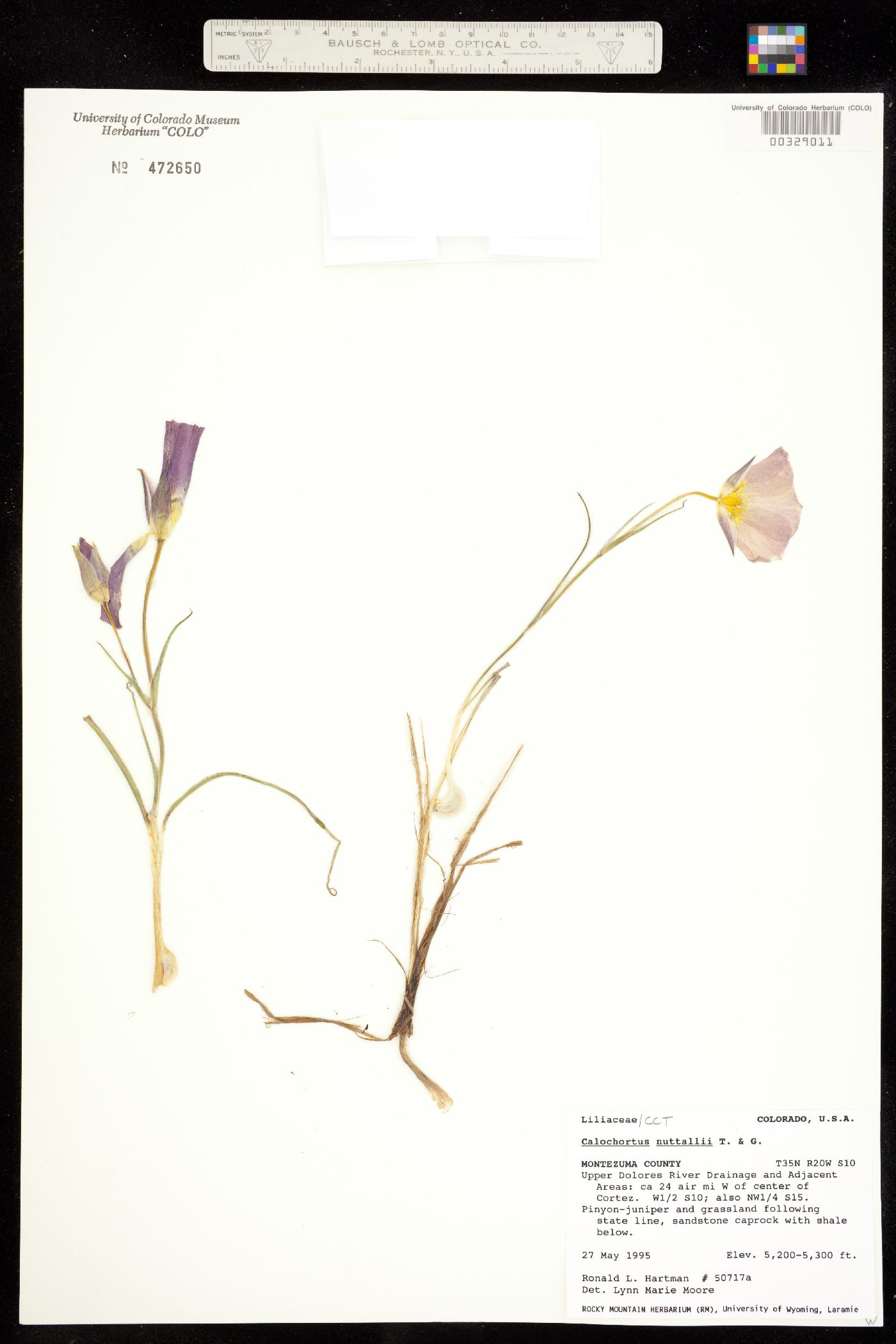 Calochortus nuttallii image