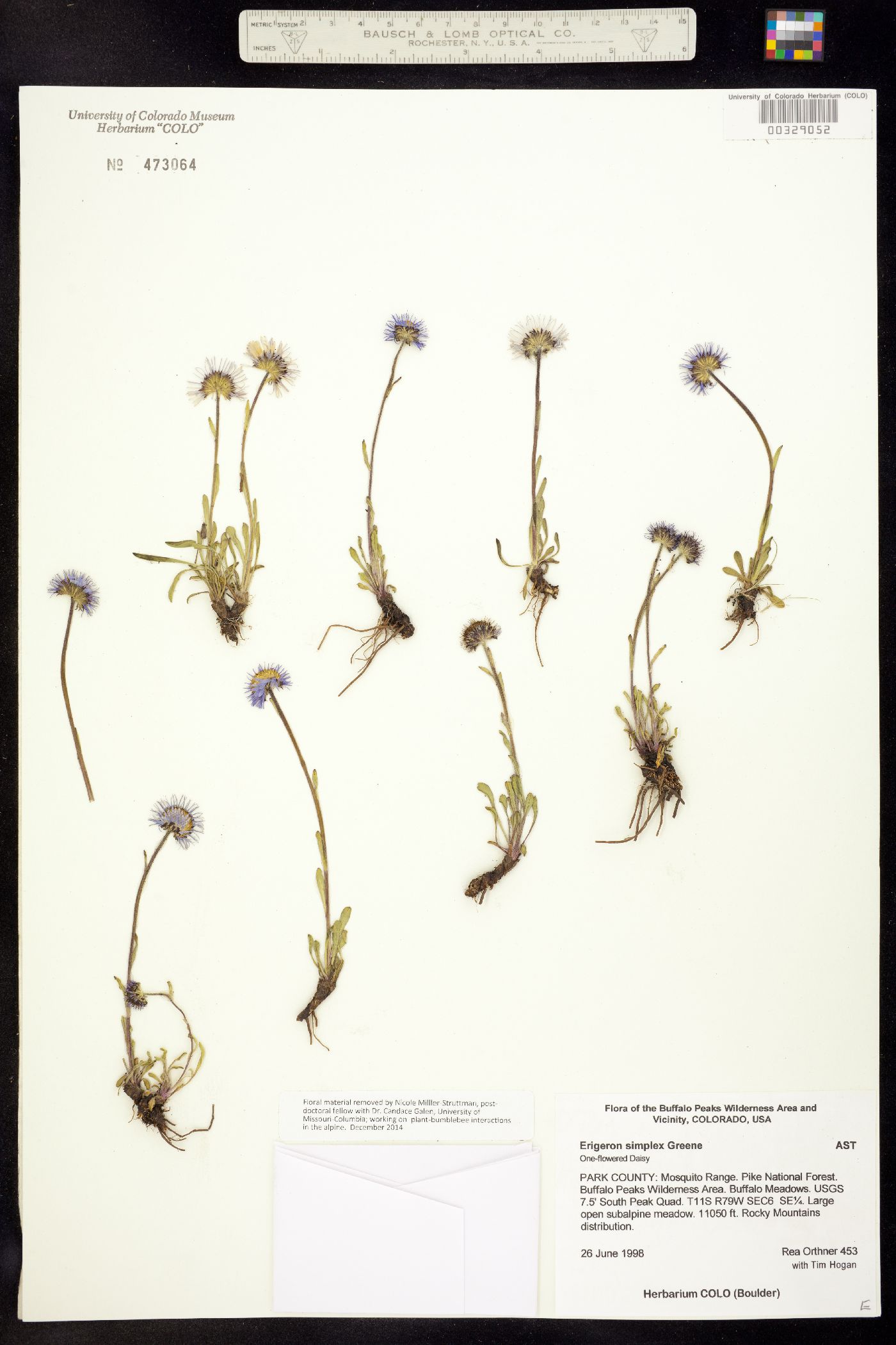 Erigeron grandiflorus image