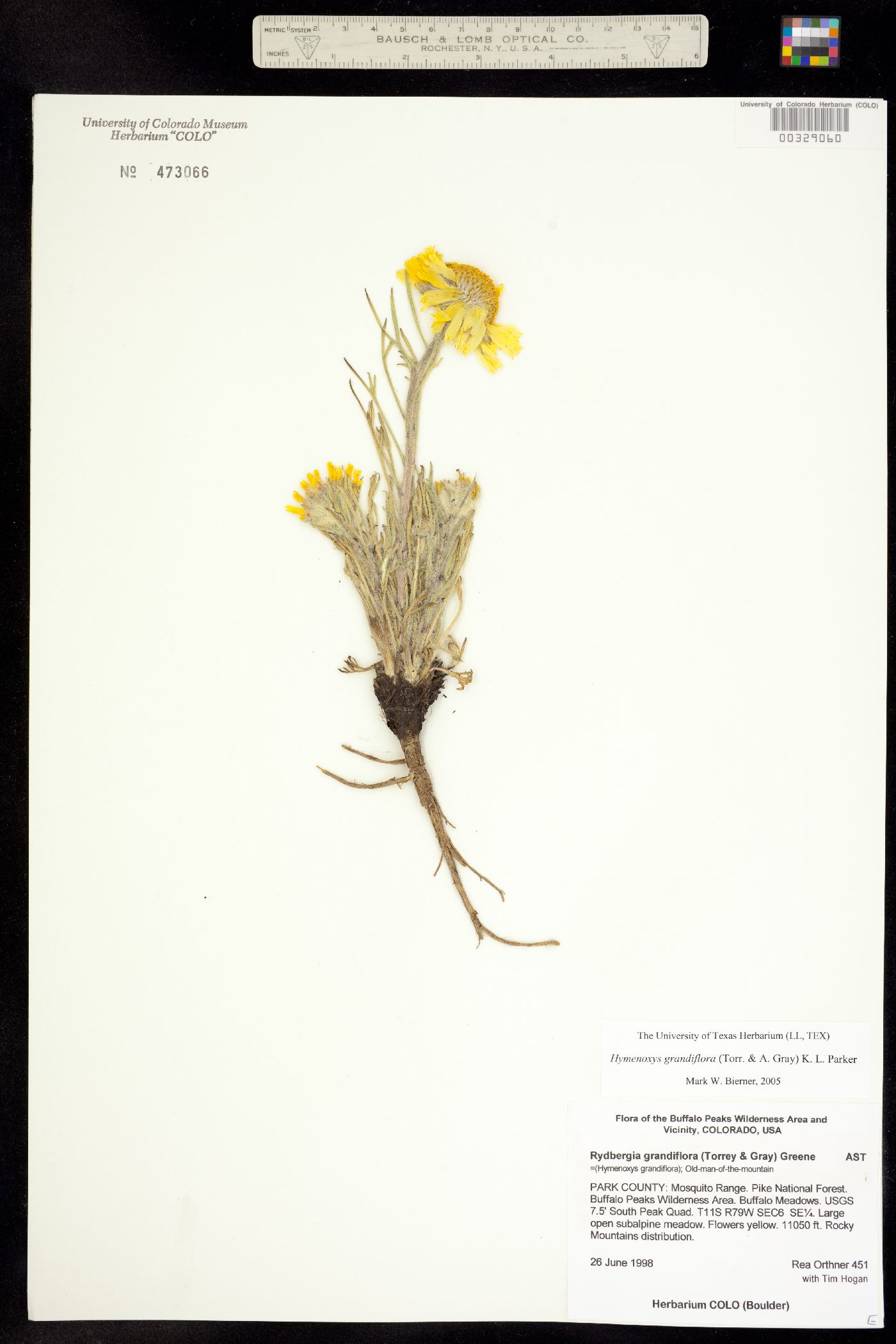 Rydbergia grandiflora image