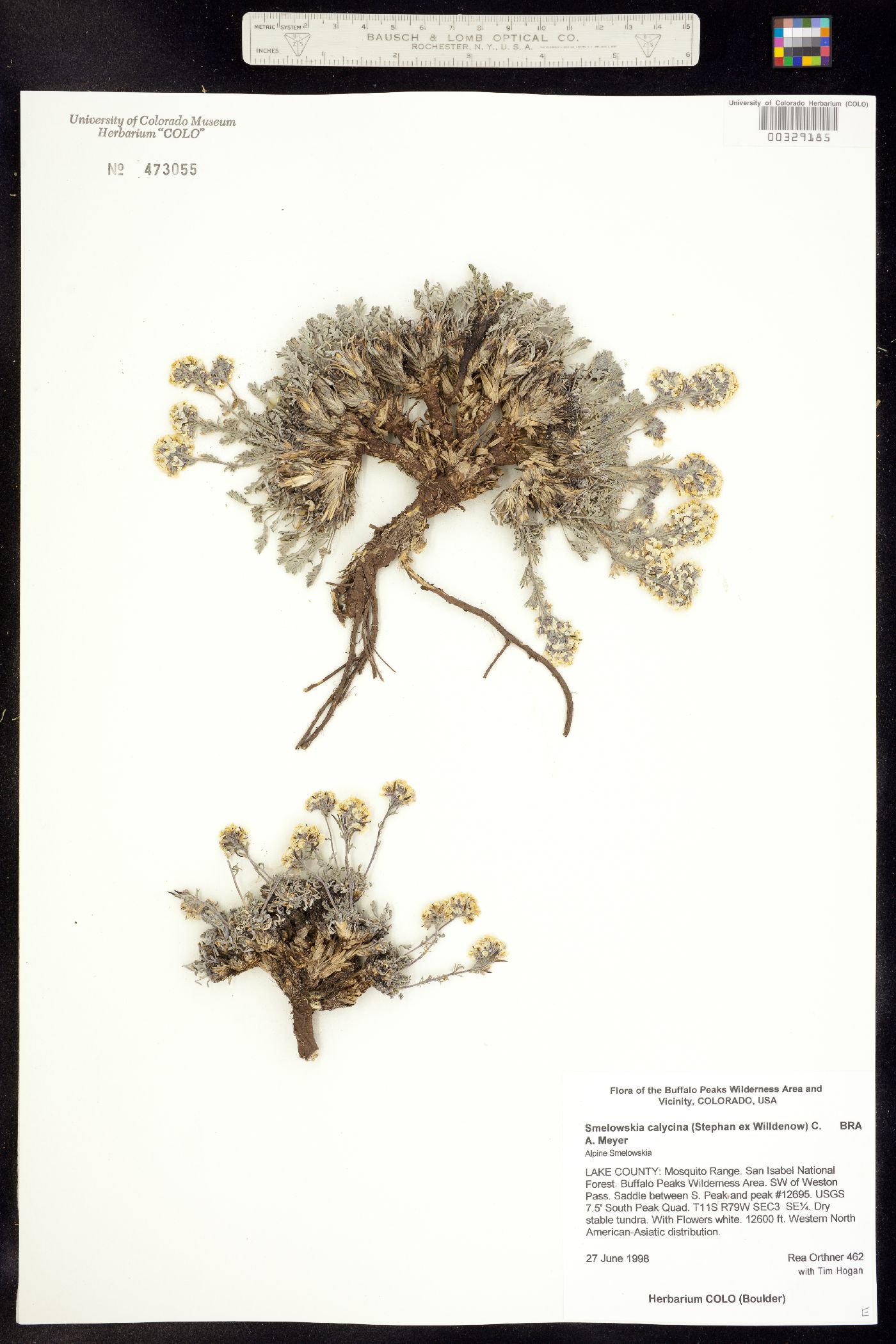Smelowskia calycina image