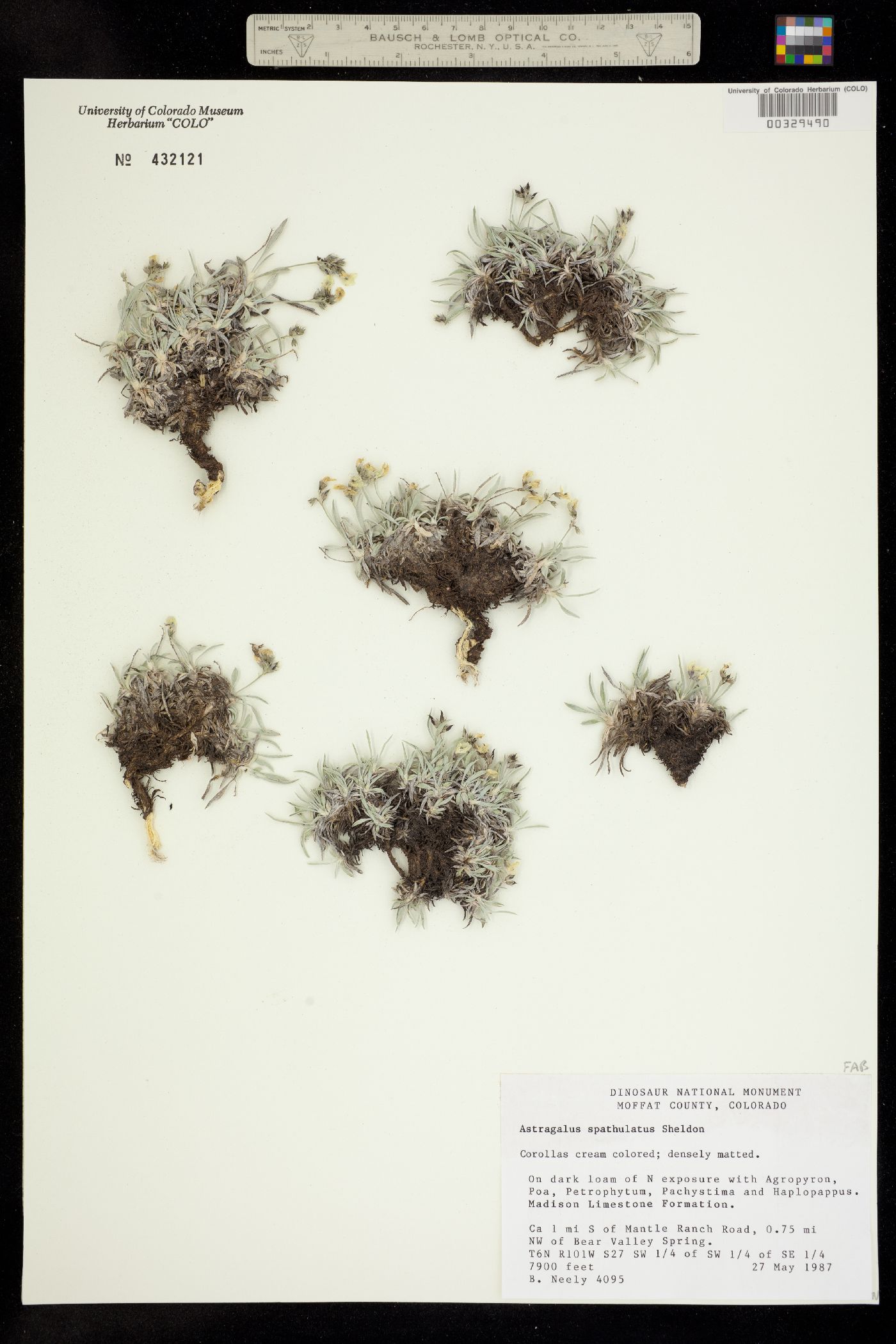 Astragalus spatulatus image