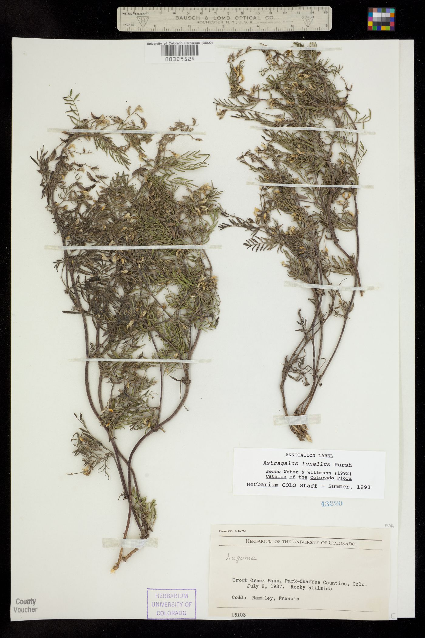 Astragalus multiflorus image