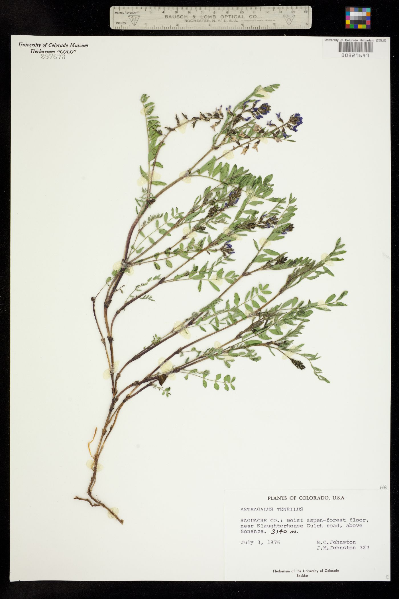 Astragalus image