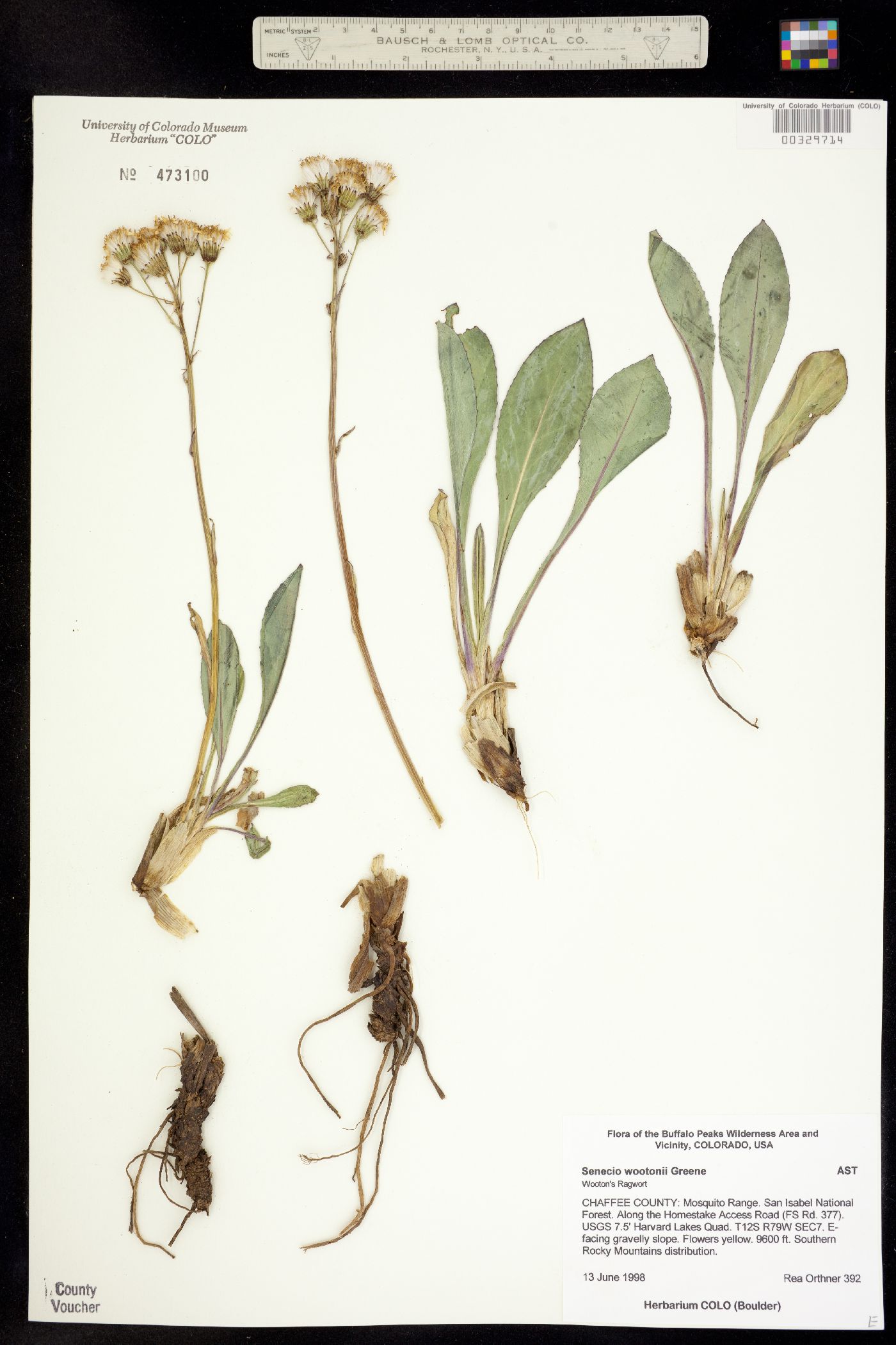 Senecio wootonii image