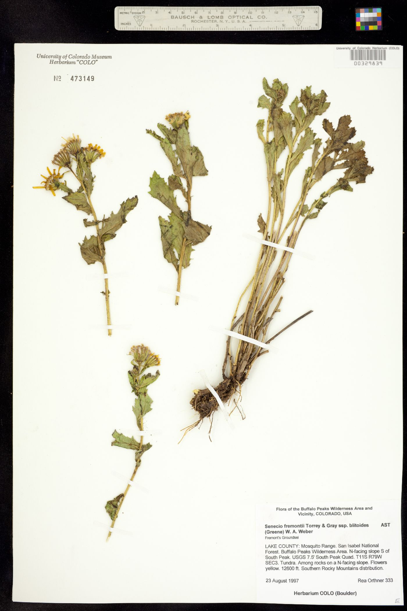 Senecio fremontii var. blitoides image