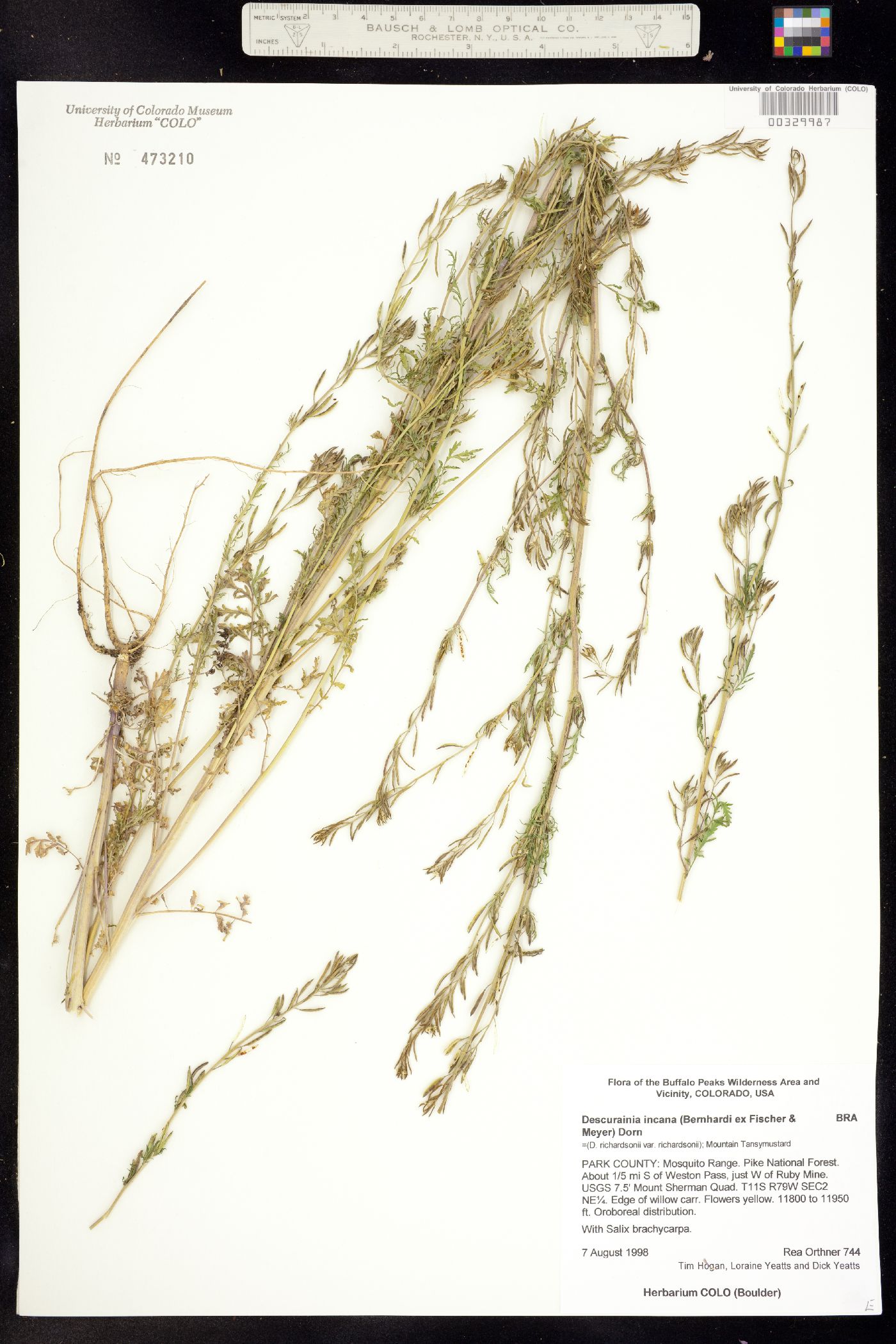 Descurainia incana image