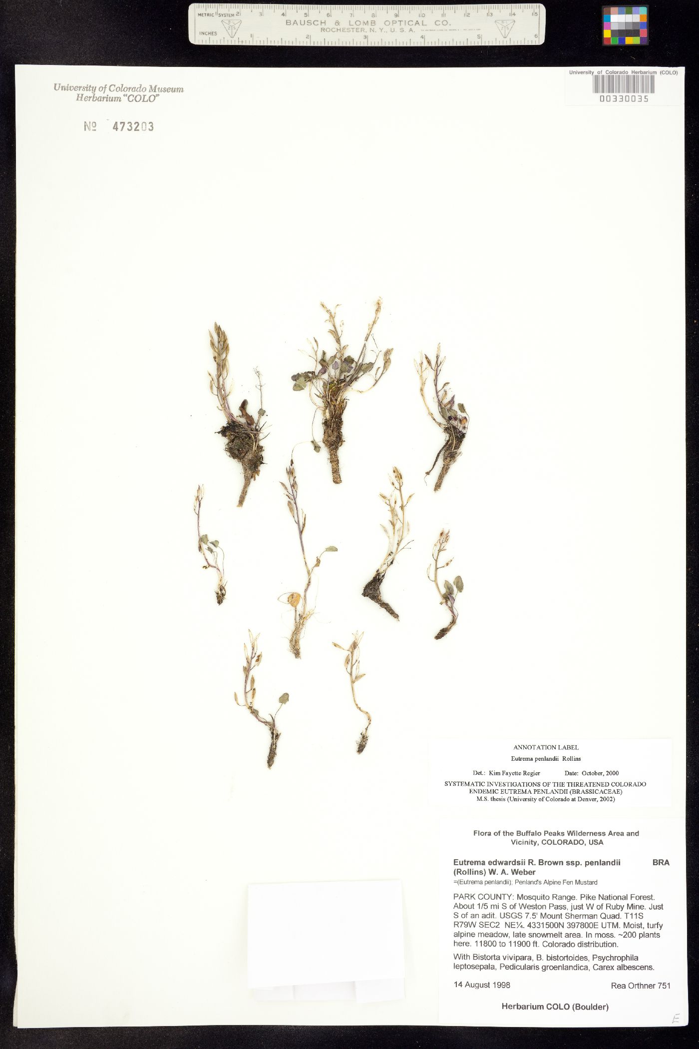 Eutrema edwardsii image