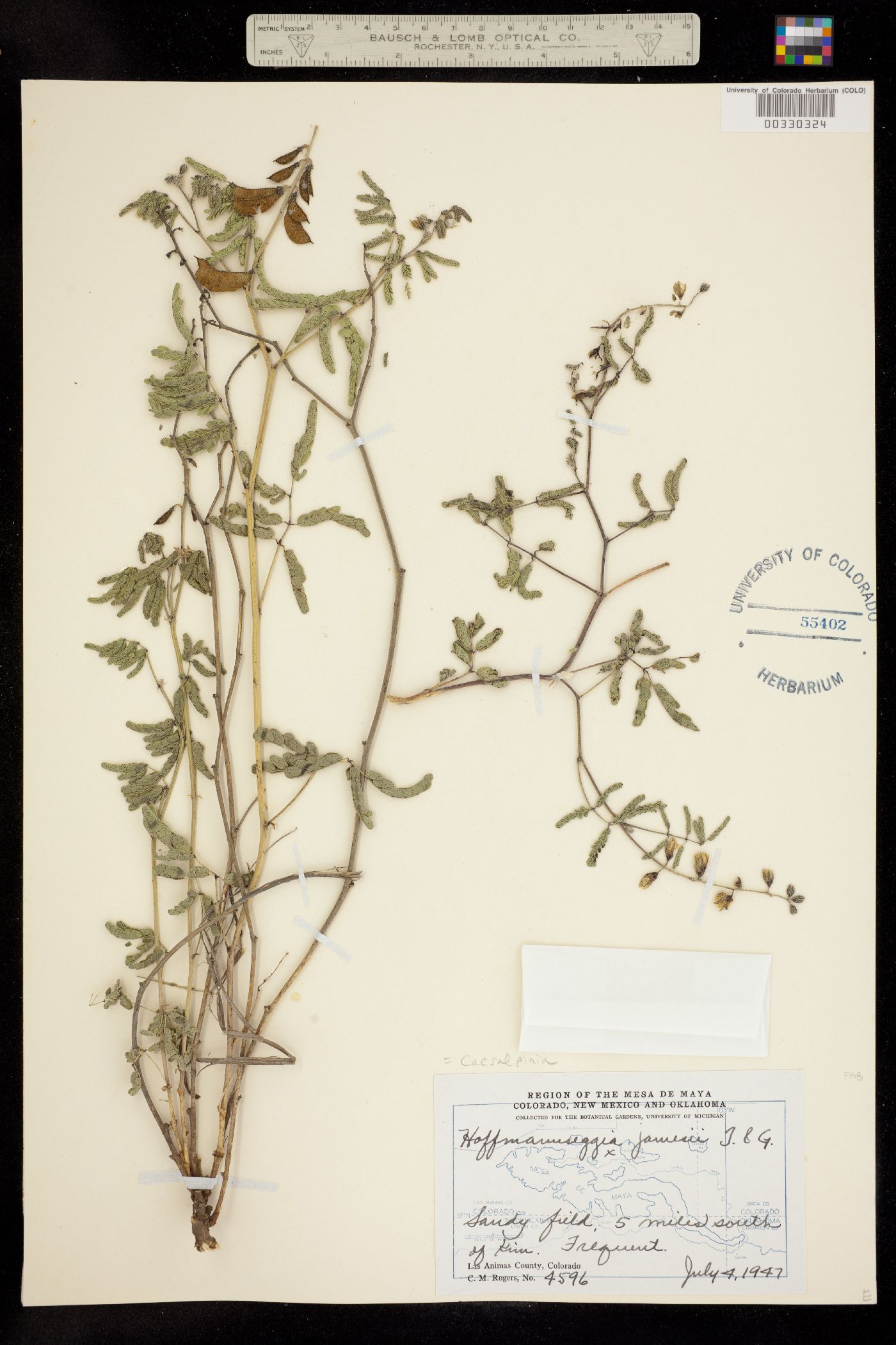 Pomaria jamesii image